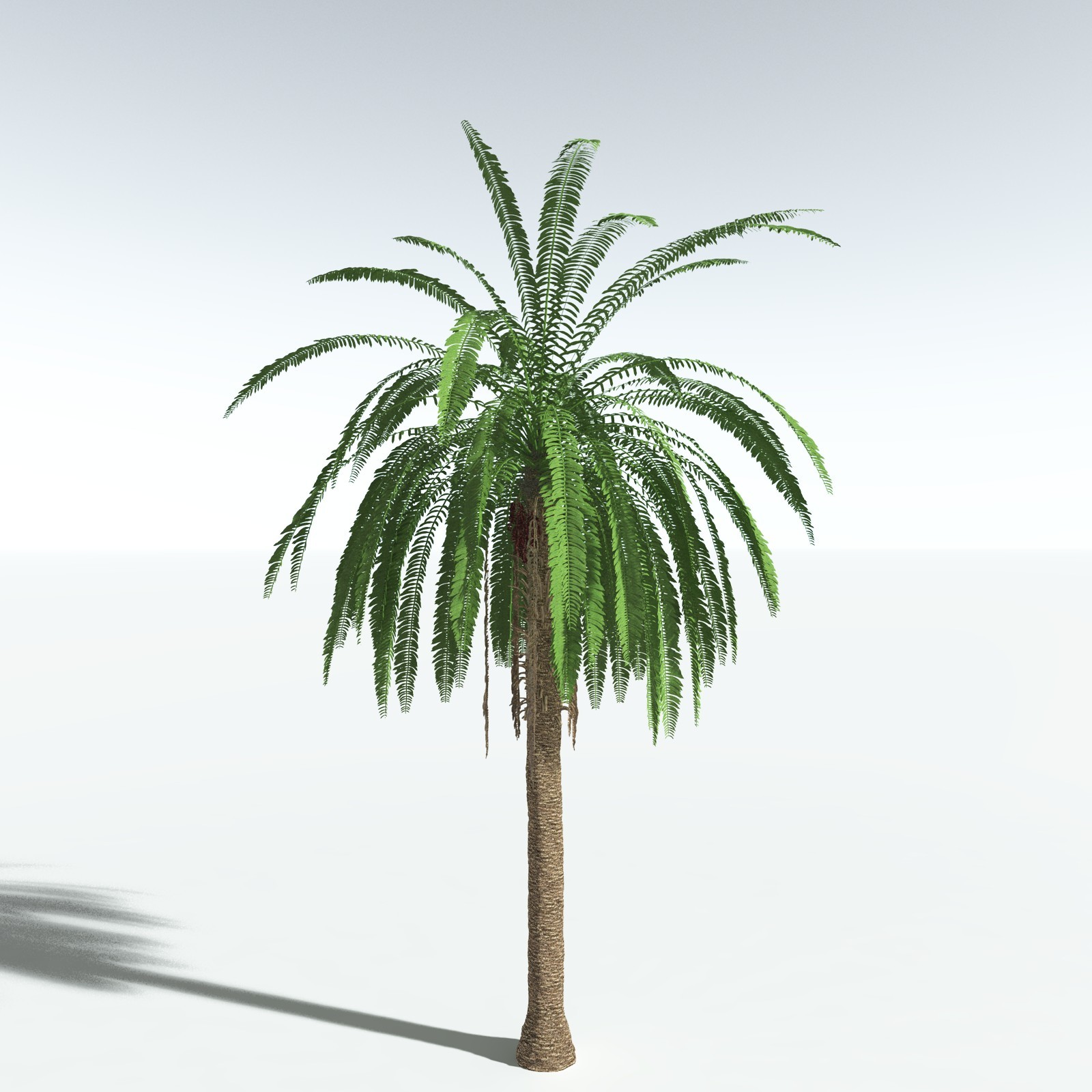 EVERYPlant African Oil Palm by N/A