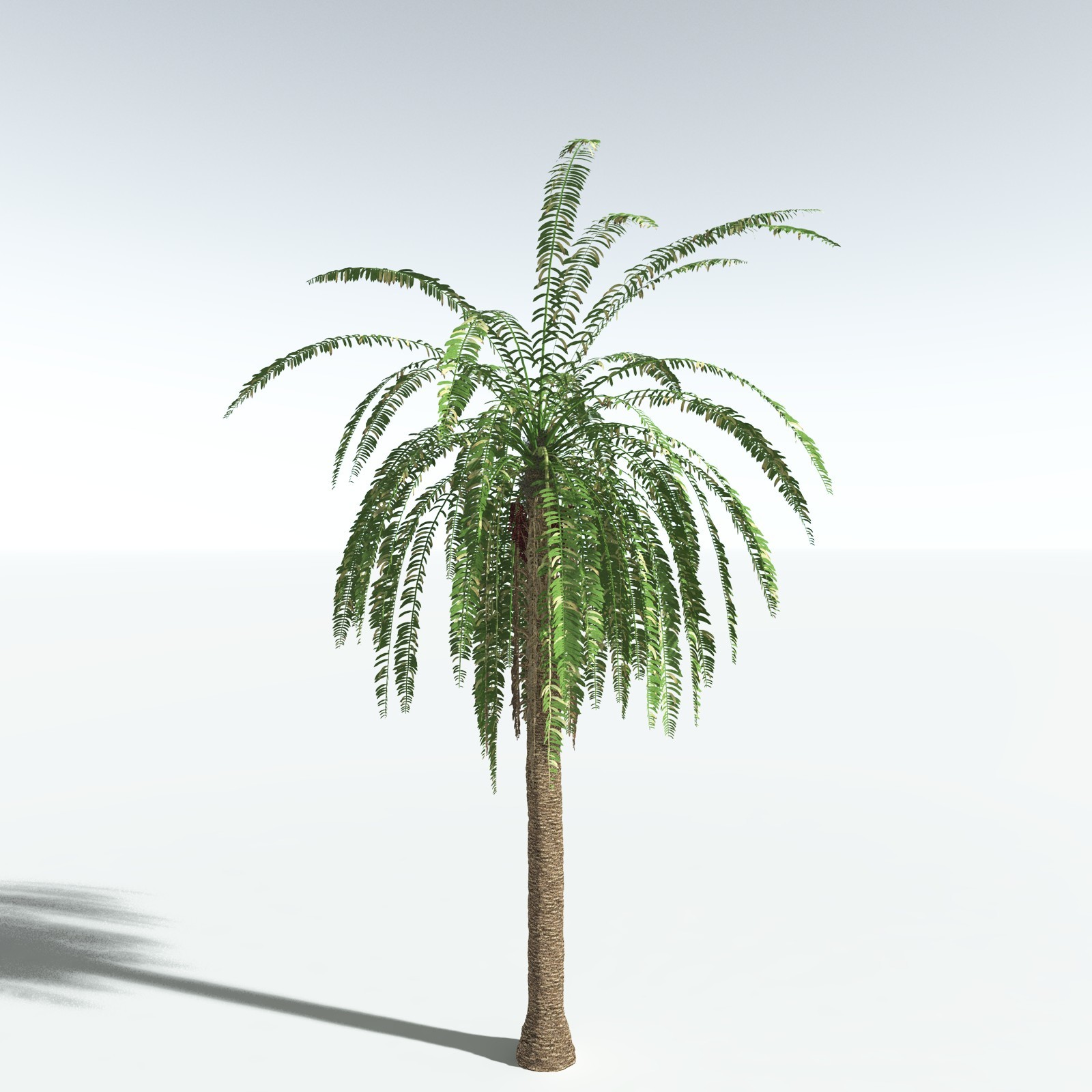 EVERYPlant African Oil Palm by N/A