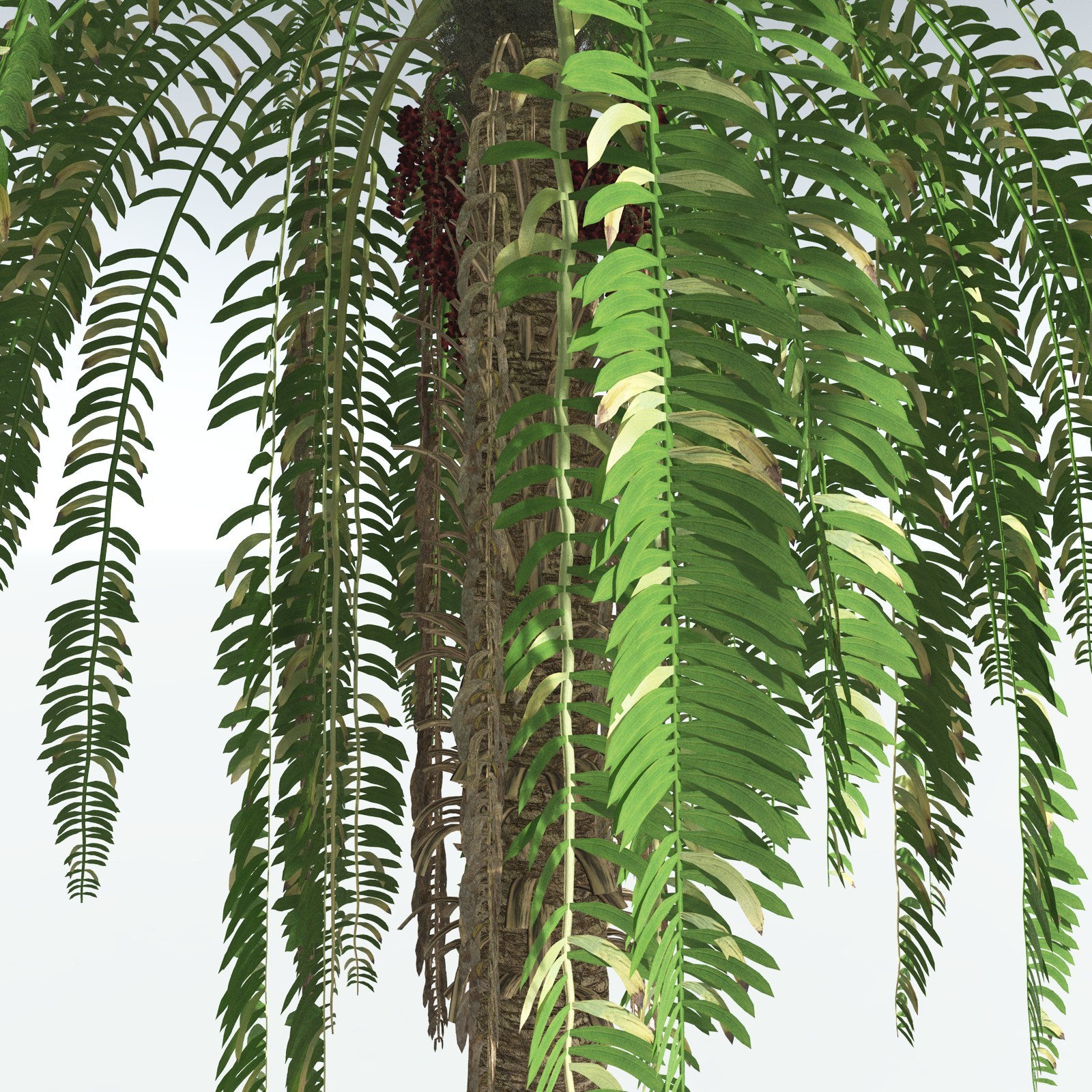 EVERYPlant African Oil Palm by N/A