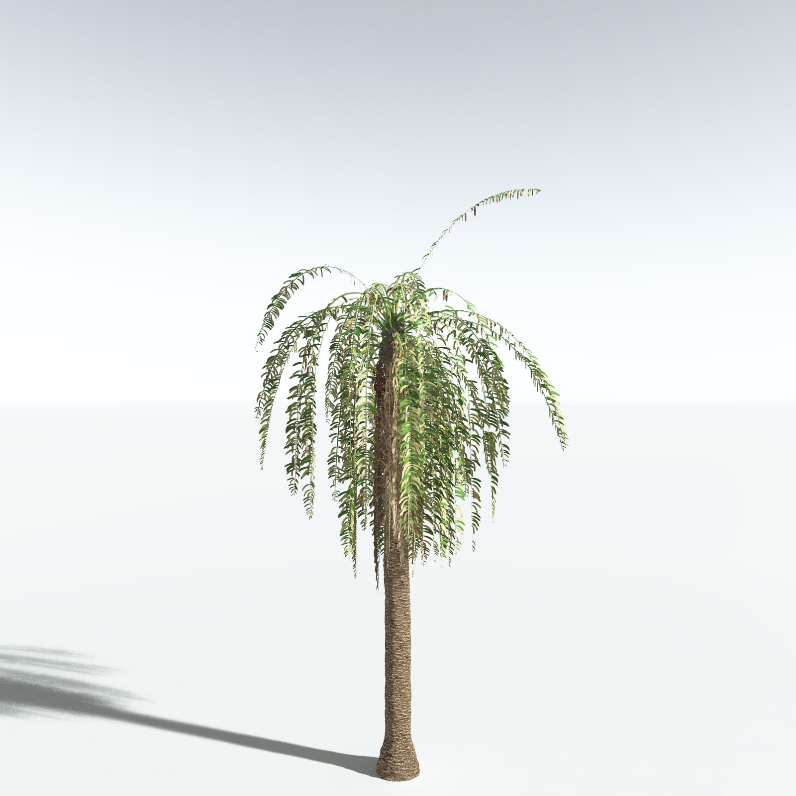 EVERYPlant African Oil Palm by N/A