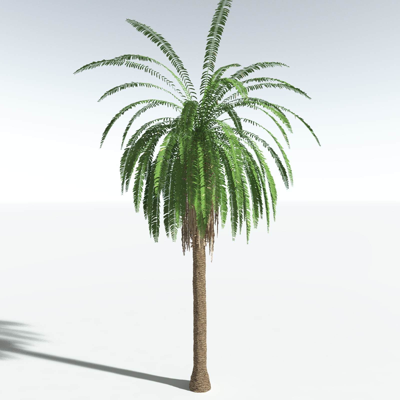EVERYPlant African Oil Palm by N/A