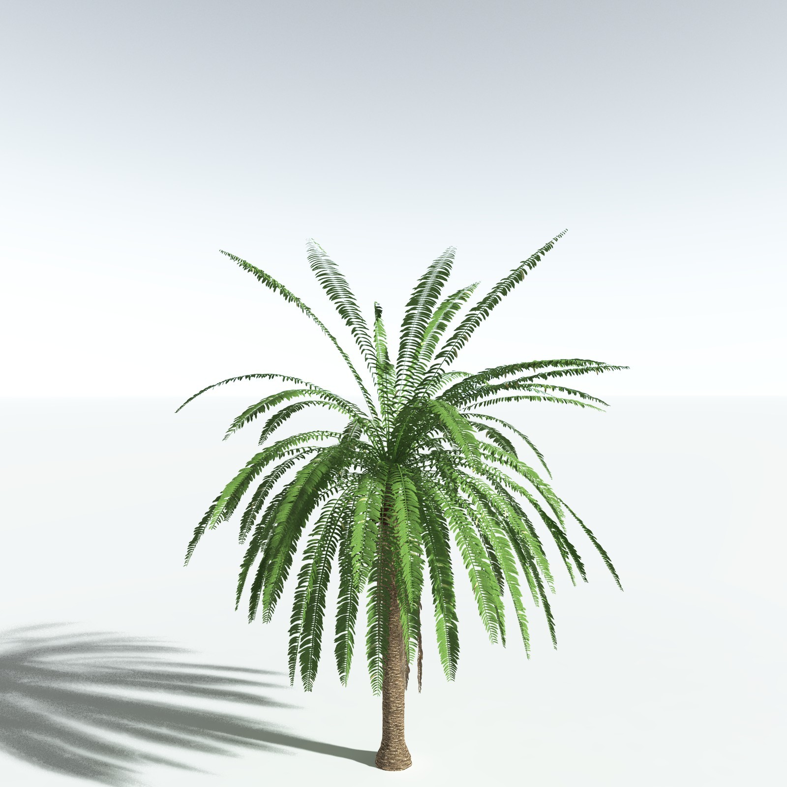 EVERYPlant African Oil Palm by N/A