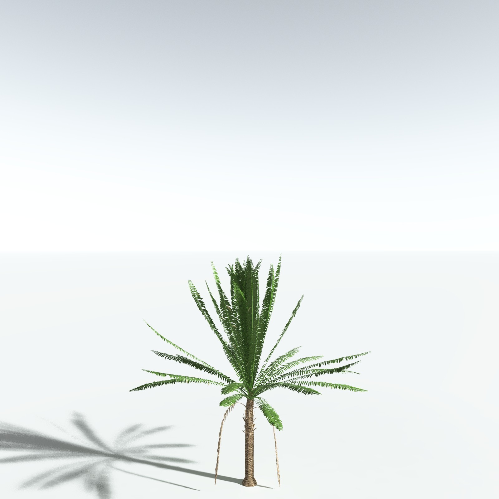 EVERYPlant African Oil Palm by N/A