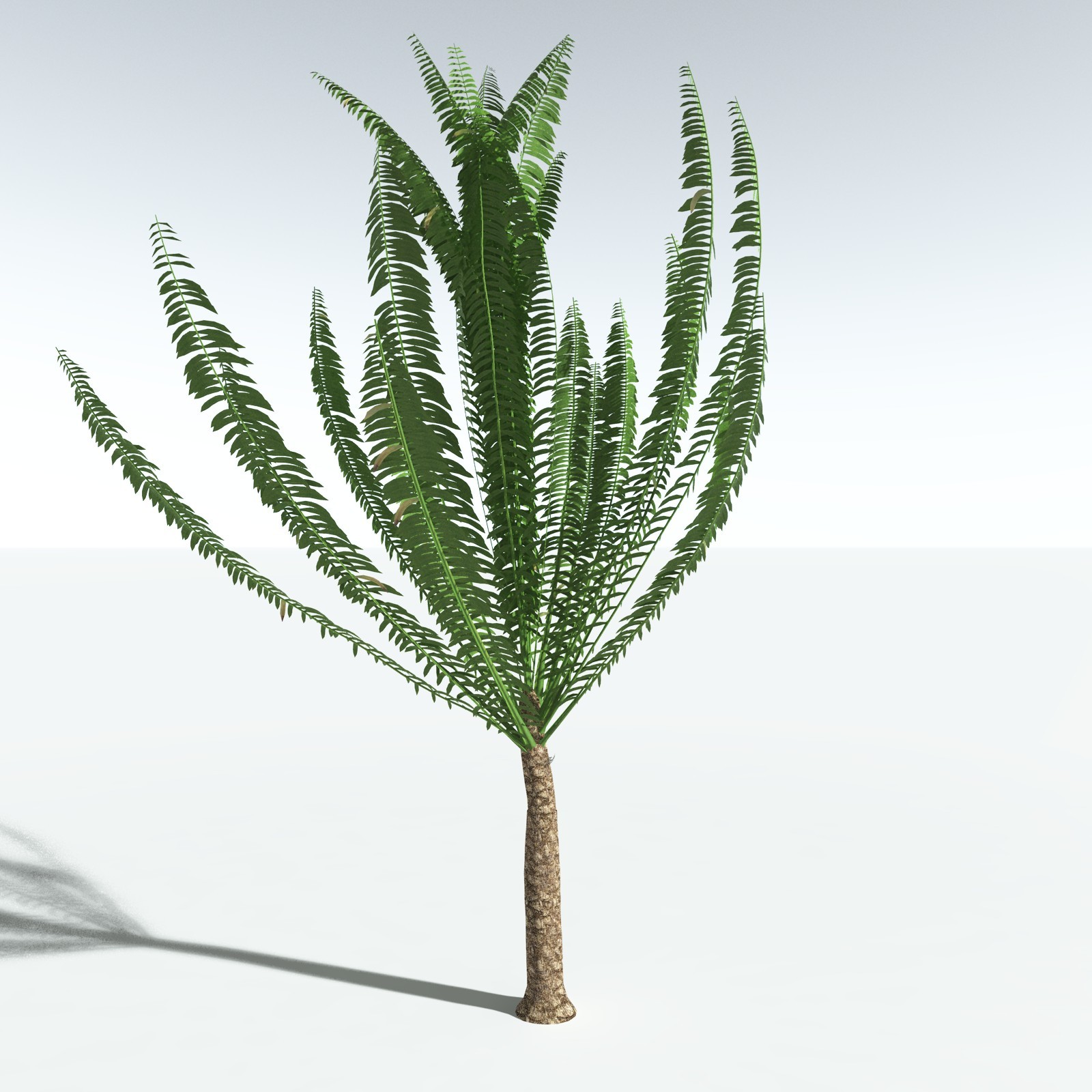 EVERYPlant African Oil Palm by N/A