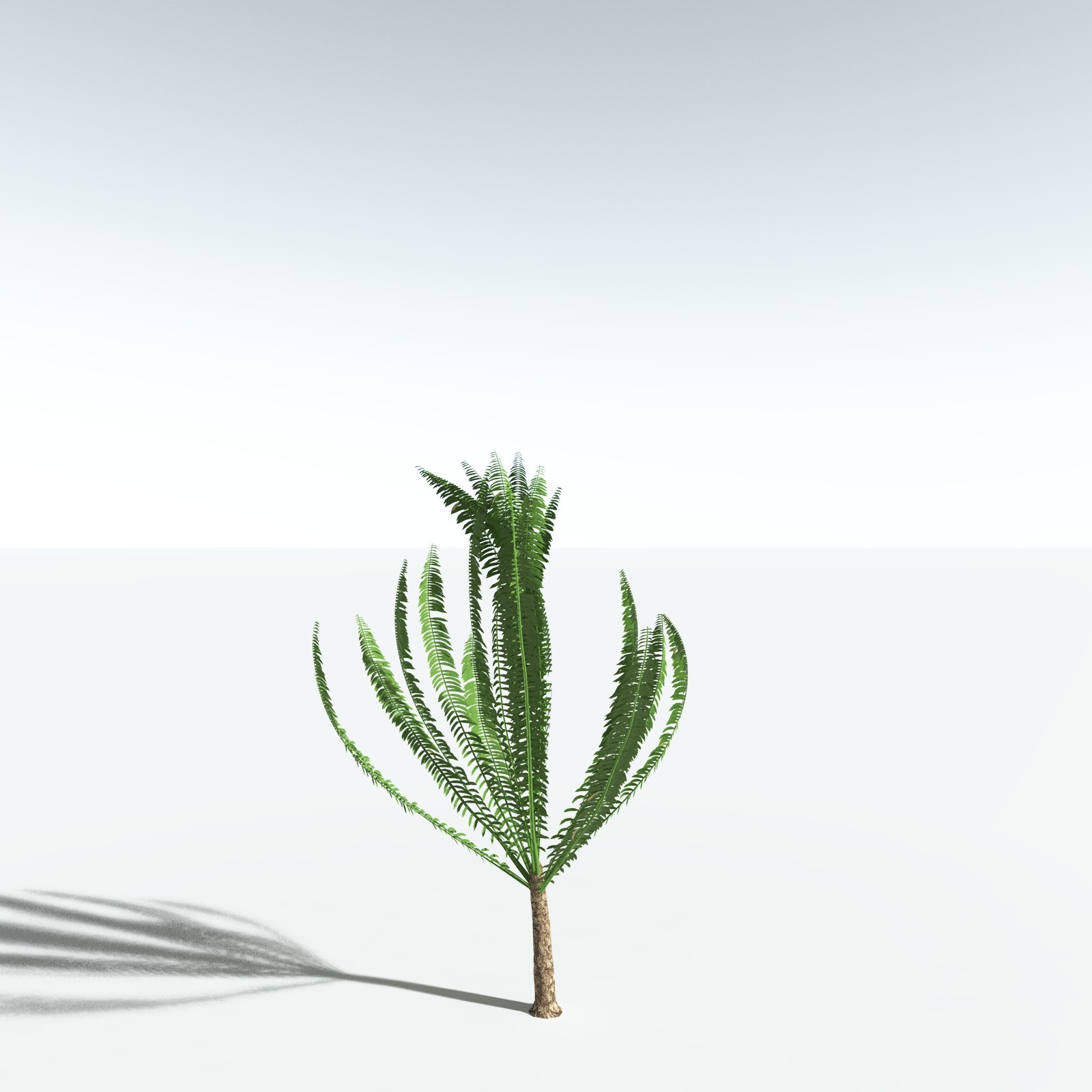 EVERYPlant African Oil Palm by N/A