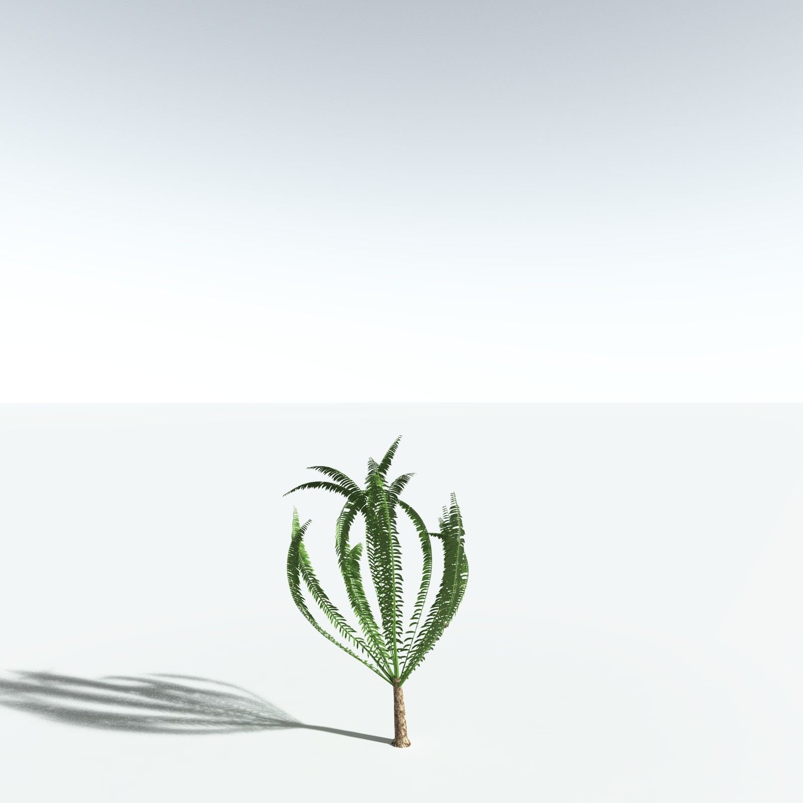 EVERYPlant African Oil Palm by N/A