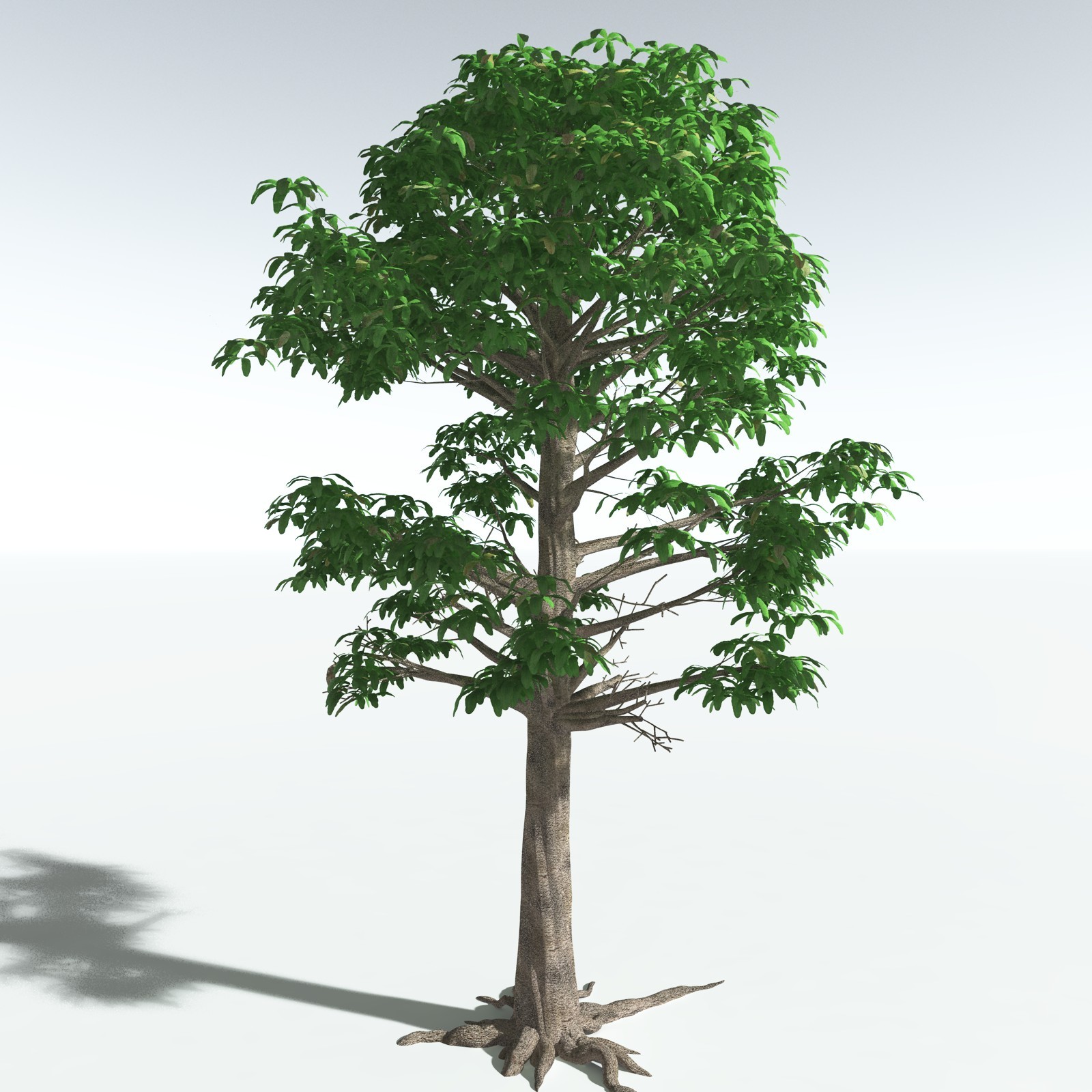 EVERYPlant Glossopteris Communis for Vue by N/A