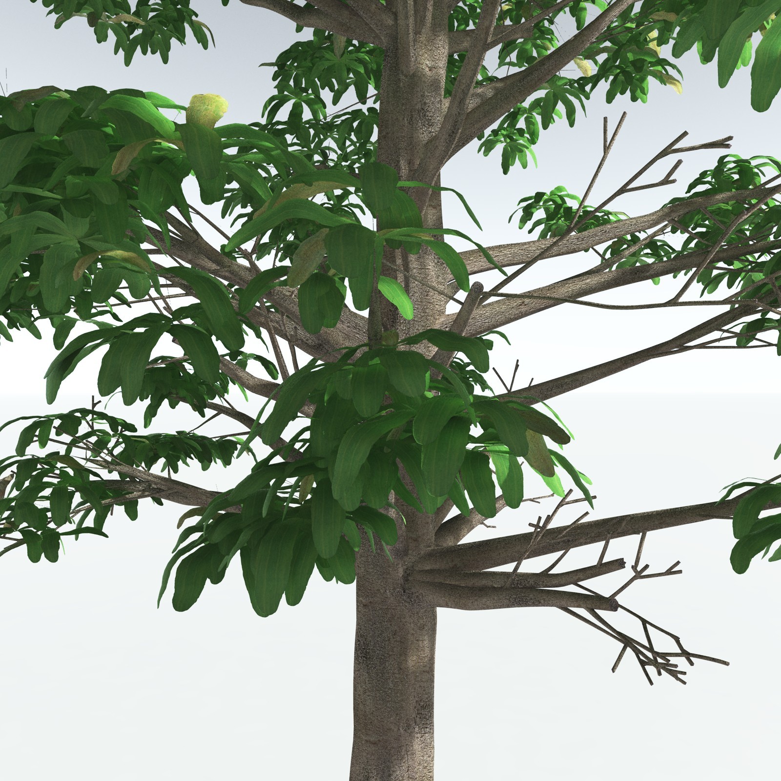 EVERYPlant Glossopteris Communis for Vue by N/A