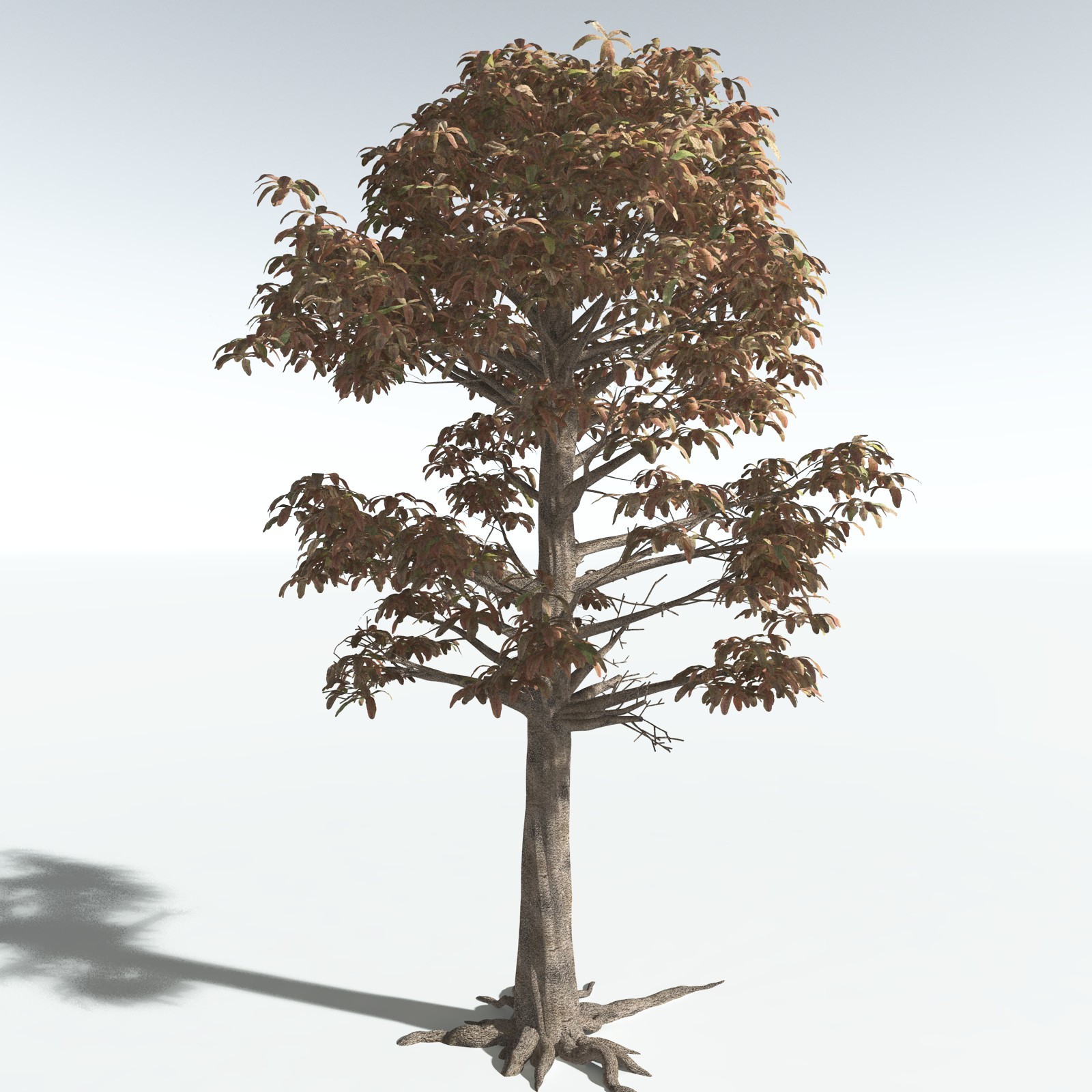 EVERYPlant Glossopteris Communis for Vue by N/A