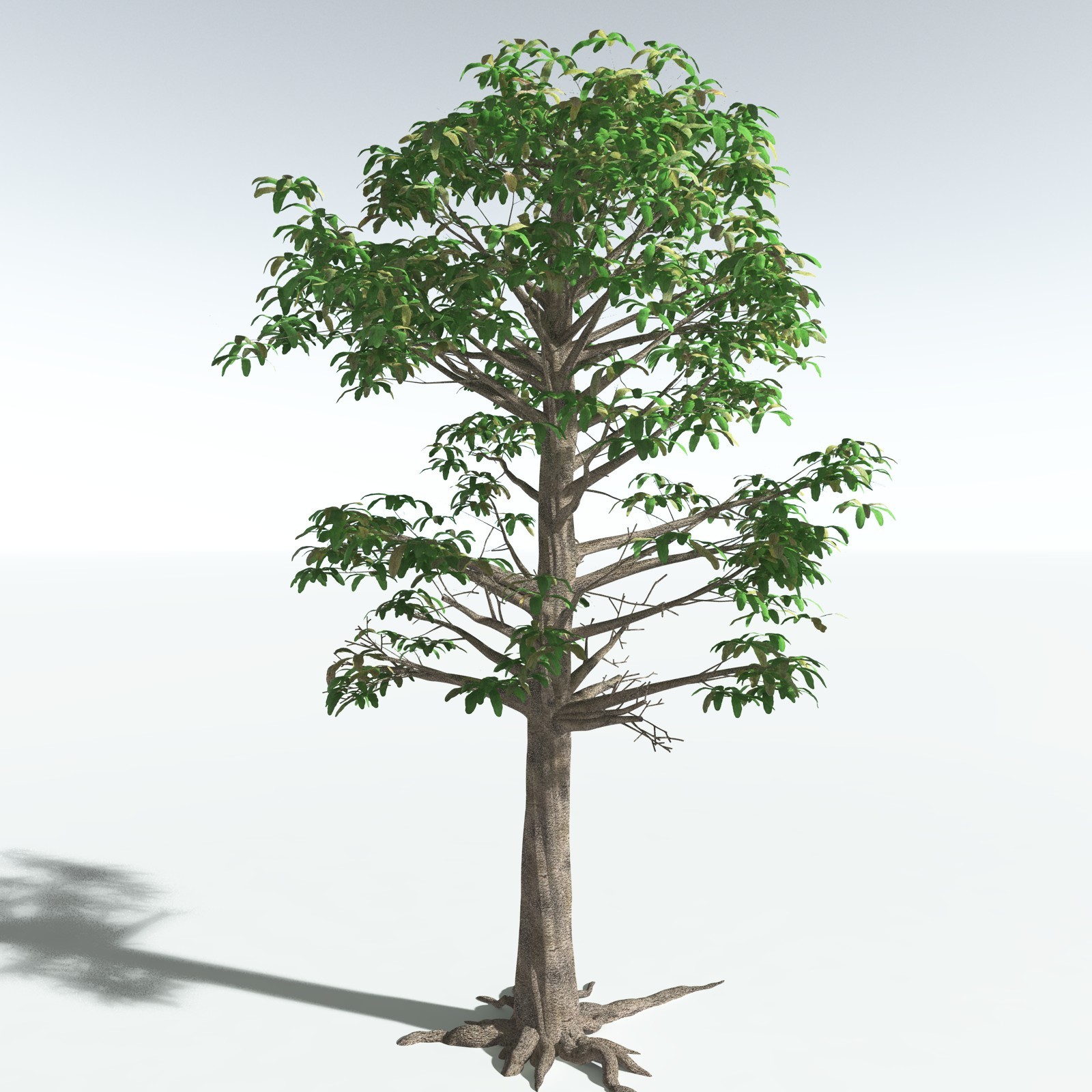 EVERYPlant Glossopteris Communis for Vue by N/A