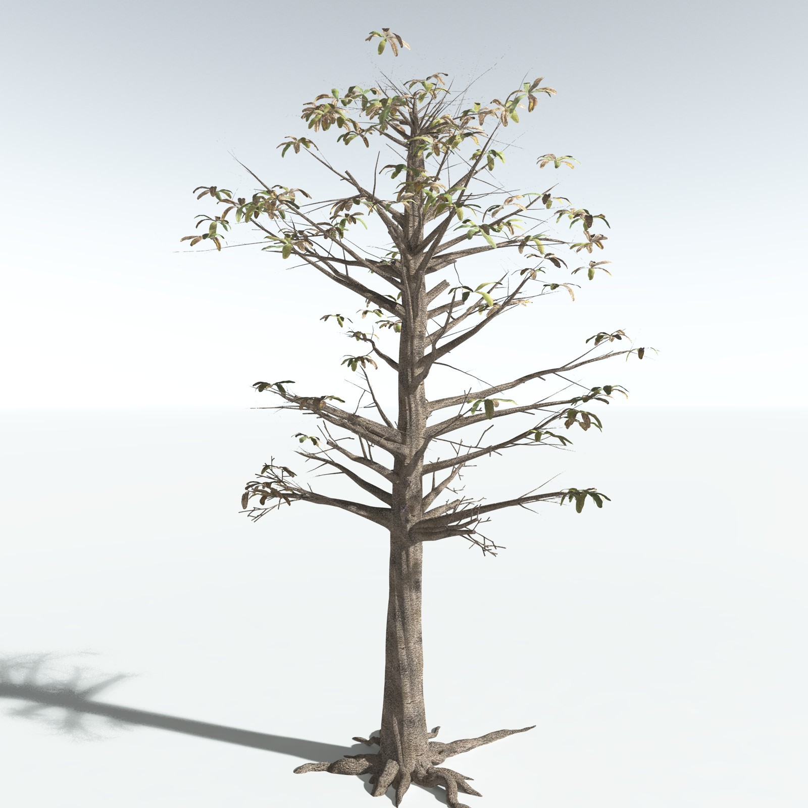 EVERYPlant Glossopteris Communis for Vue by N/A