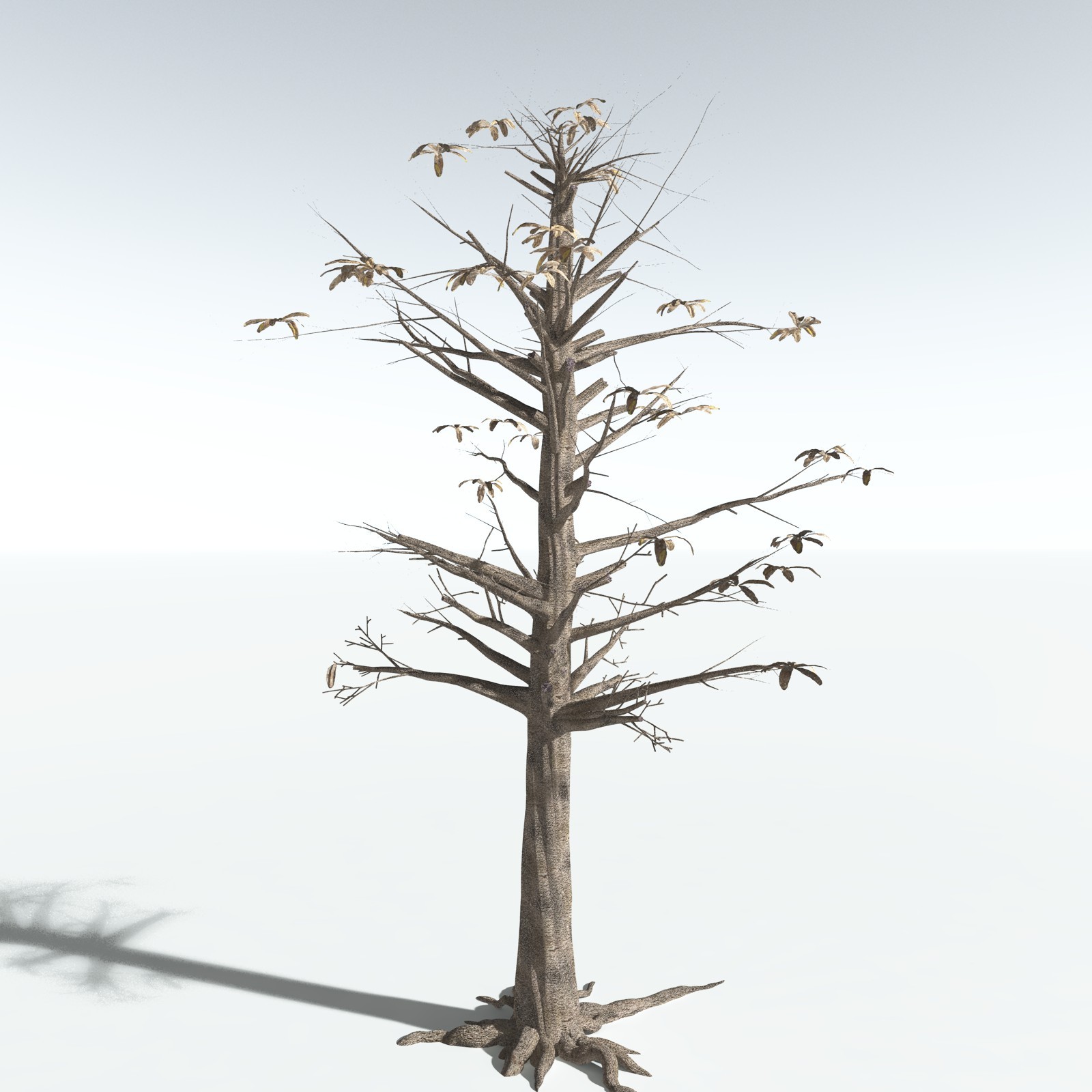 EVERYPlant Glossopteris Communis for Vue by N/A