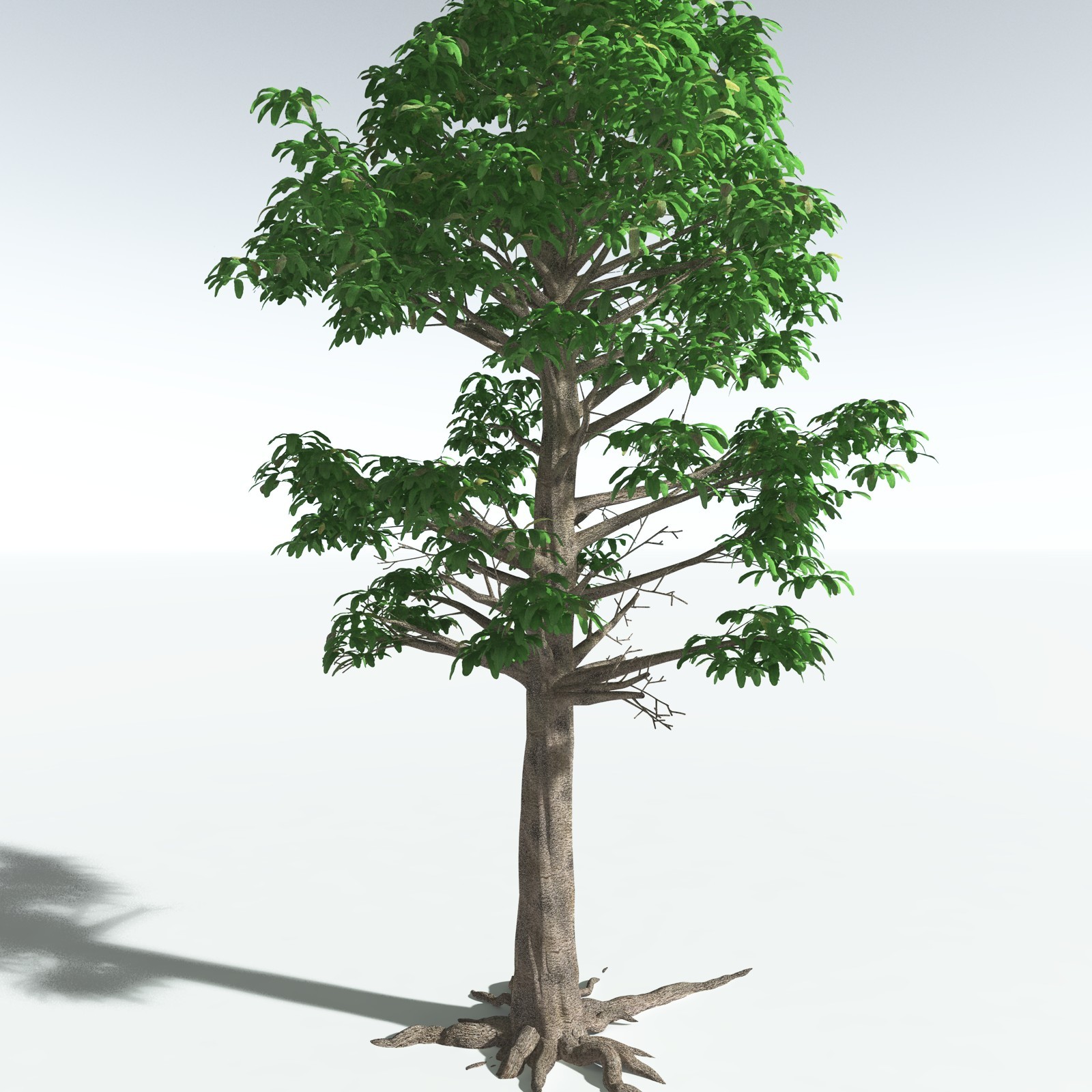 EVERYPlant Glossopteris Communis for Vue by N/A