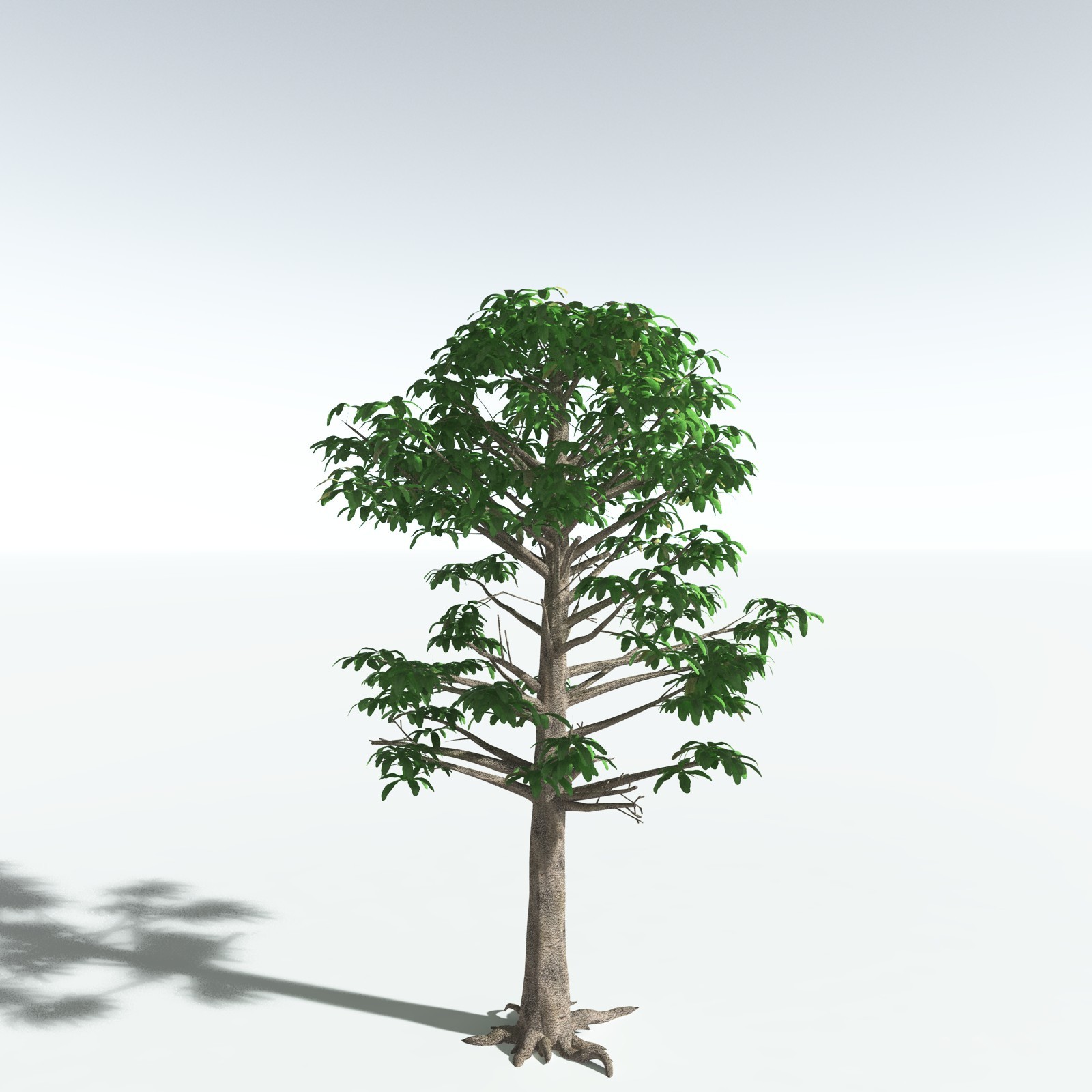 EVERYPlant Glossopteris Communis for Vue by N/A