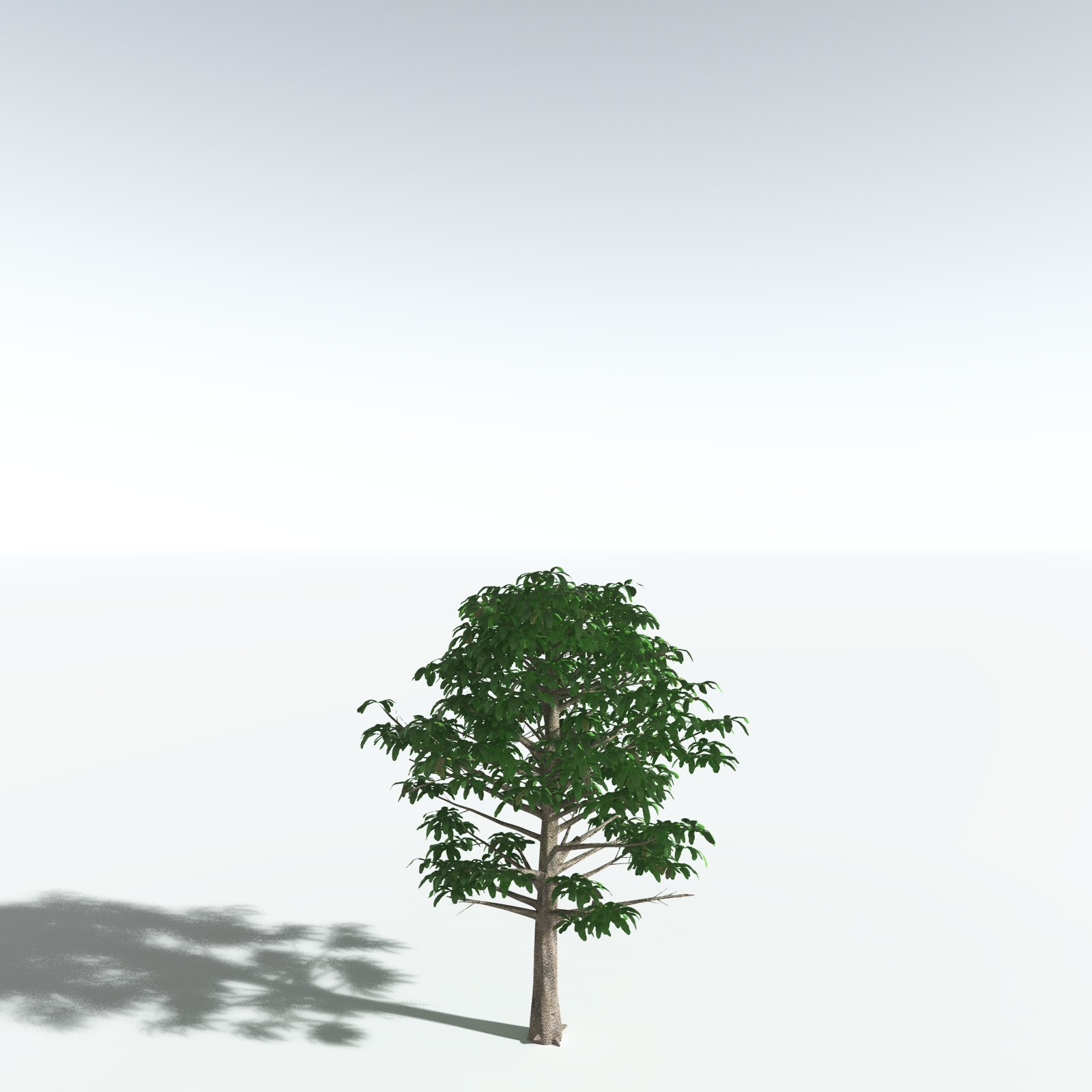 EVERYPlant Glossopteris Communis for Vue by N/A