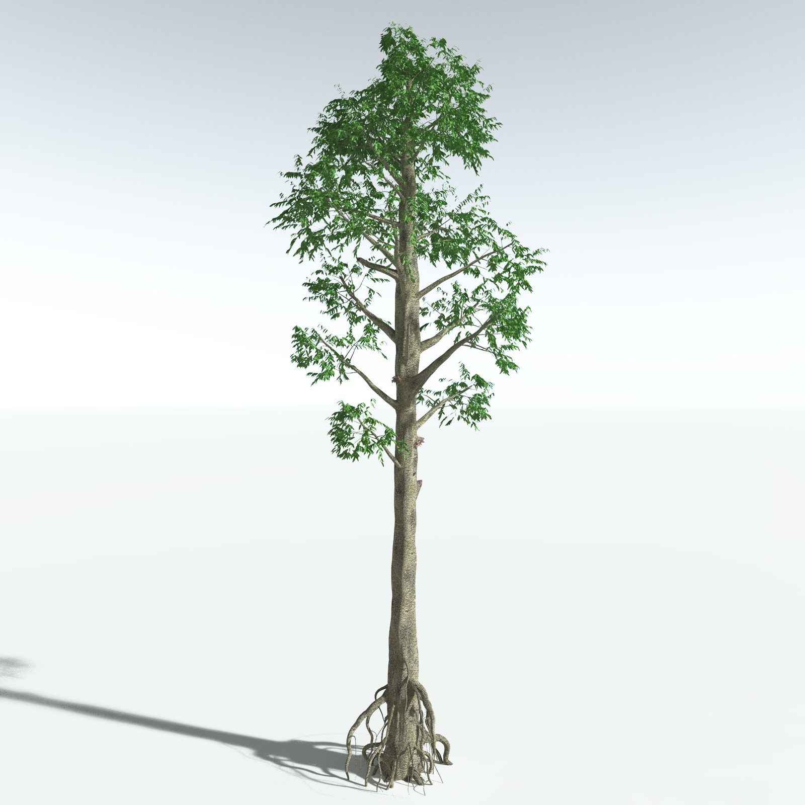 EVERYPlant Cordaites Ludlowi for Vue by N/A