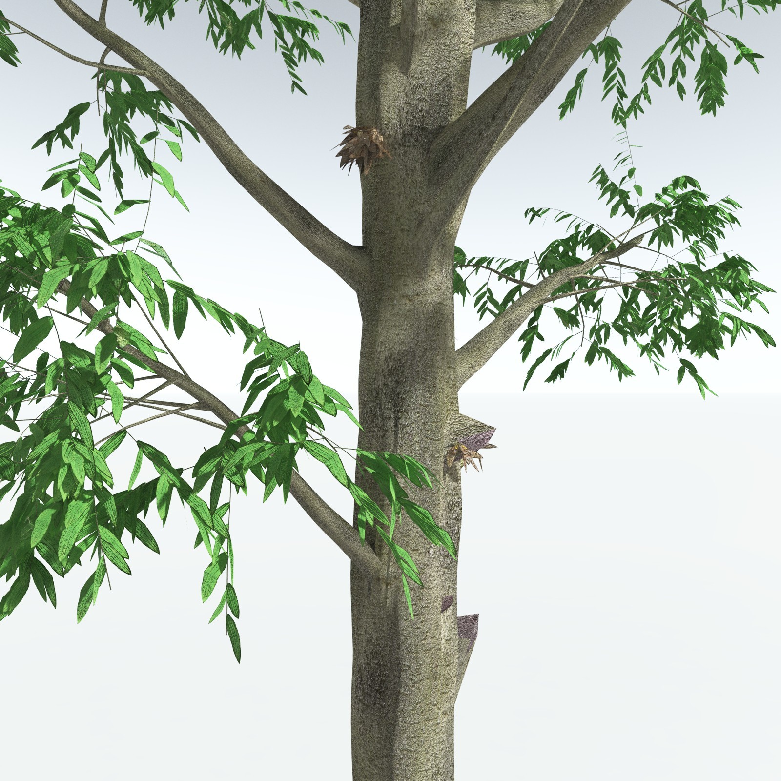 EVERYPlant Cordaites Ludlowi for Vue by N/A