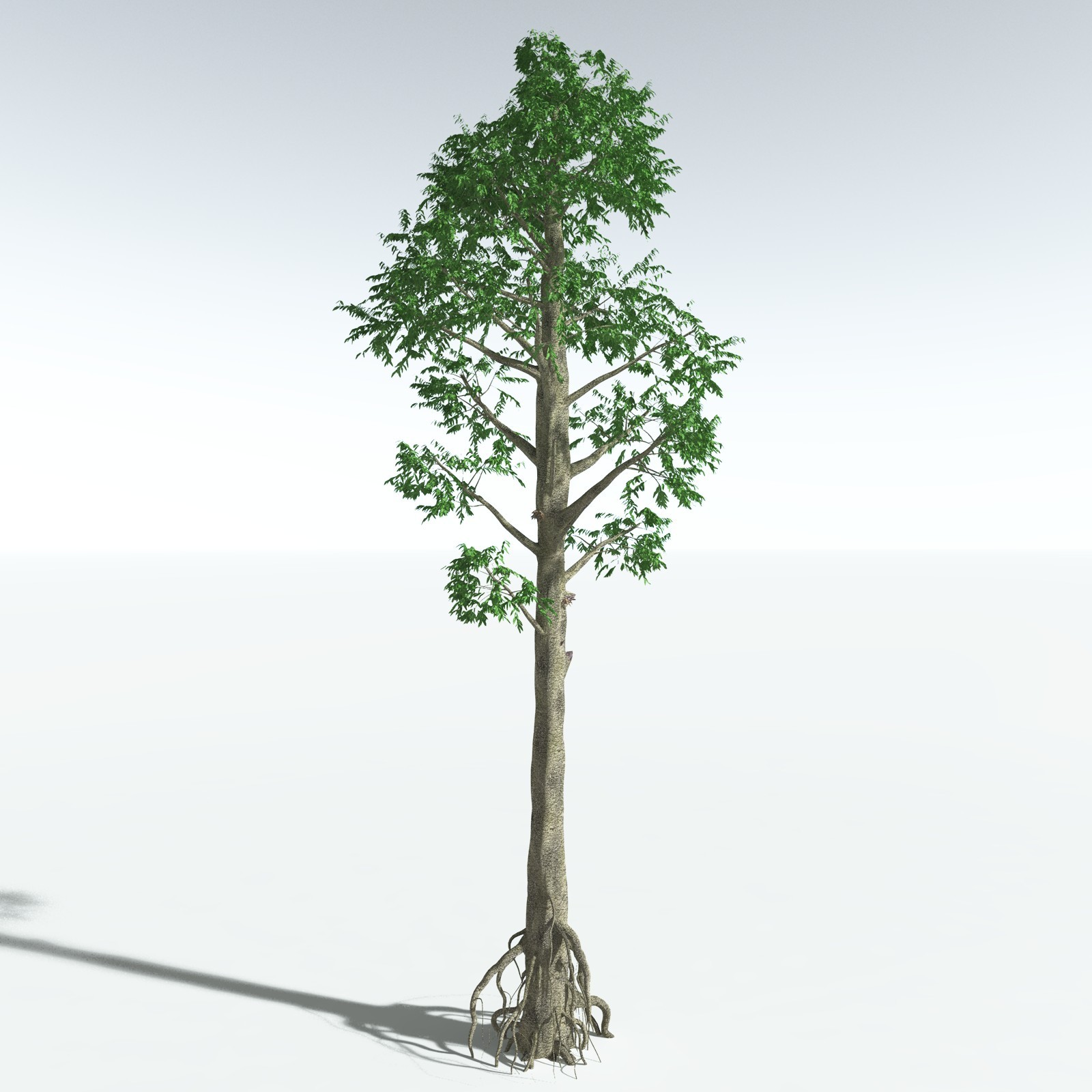 EVERYPlant Cordaites Ludlowi for Vue by N/A