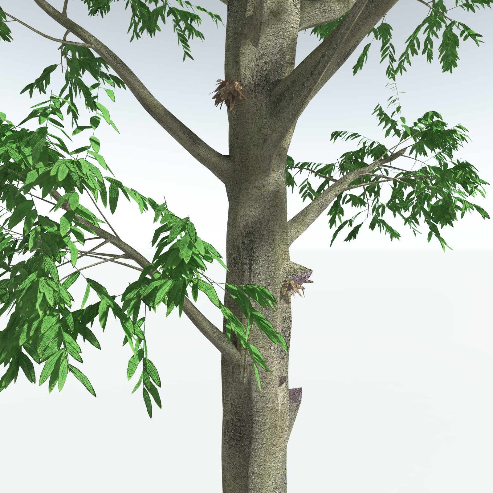 EVERYPlant Cordaites Ludlowi for Vue by N/A