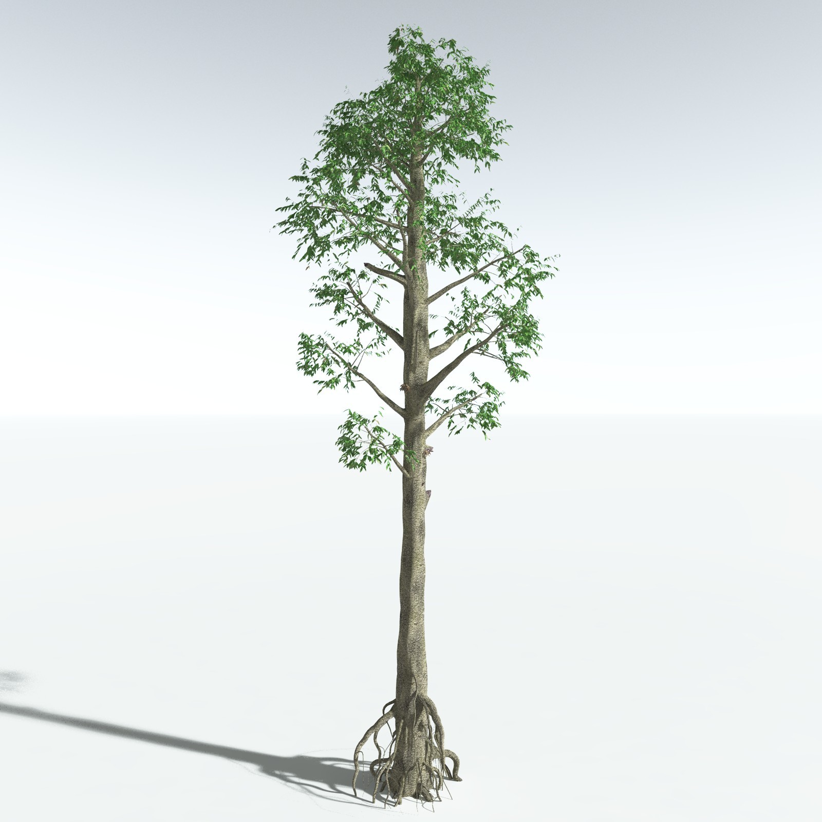 EVERYPlant Cordaites Ludlowi for Vue by N/A