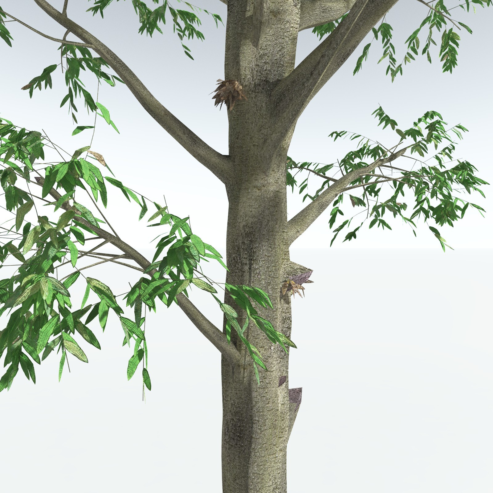 EVERYPlant Cordaites Ludlowi for Vue by N/A