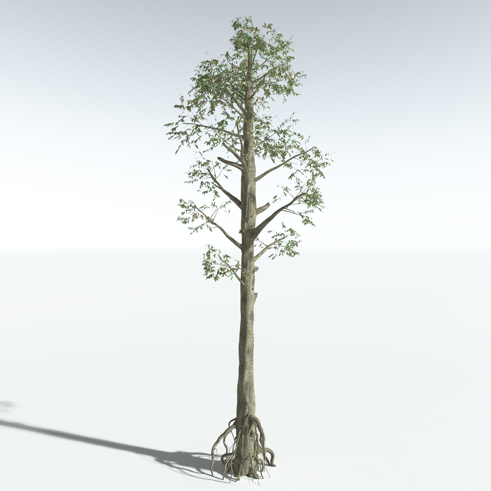 EVERYPlant Cordaites Ludlowi for Vue by N/A