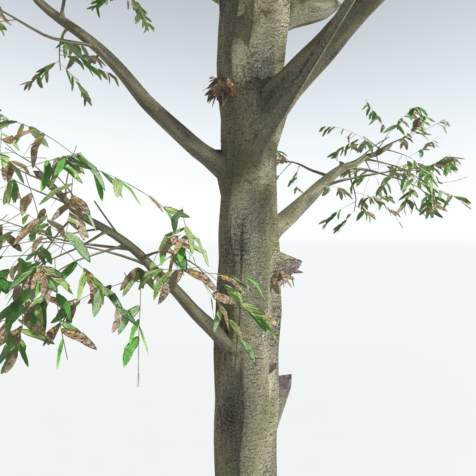 EVERYPlant Cordaites Ludlowi for Vue by N/A