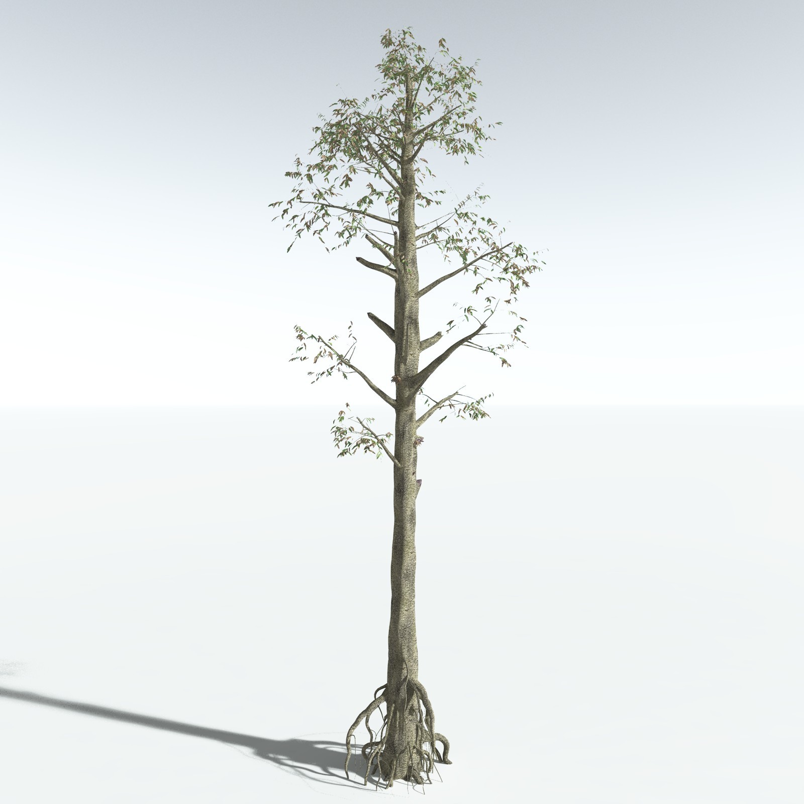 EVERYPlant Cordaites Ludlowi for Vue by N/A