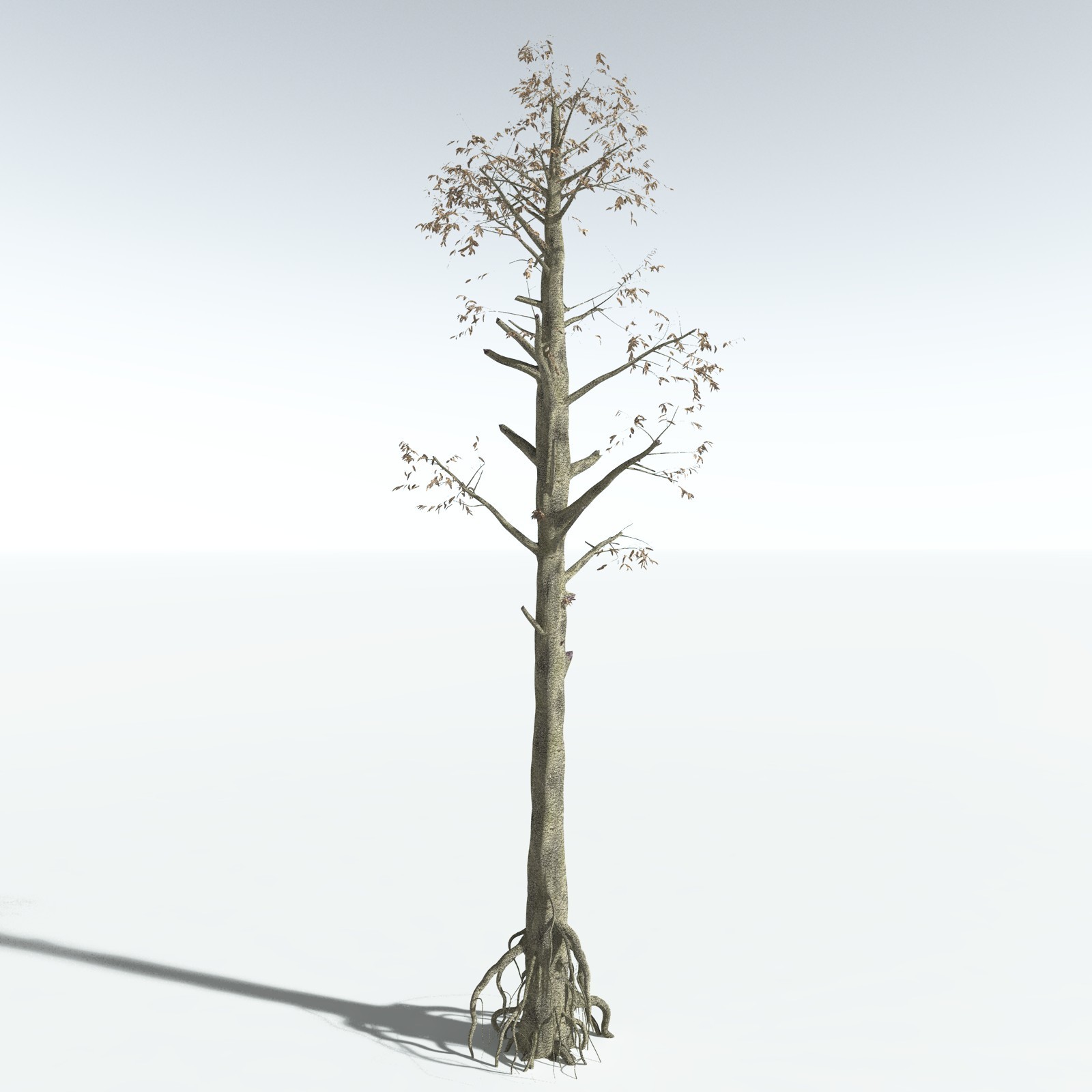 EVERYPlant Cordaites Ludlowi for Vue by N/A