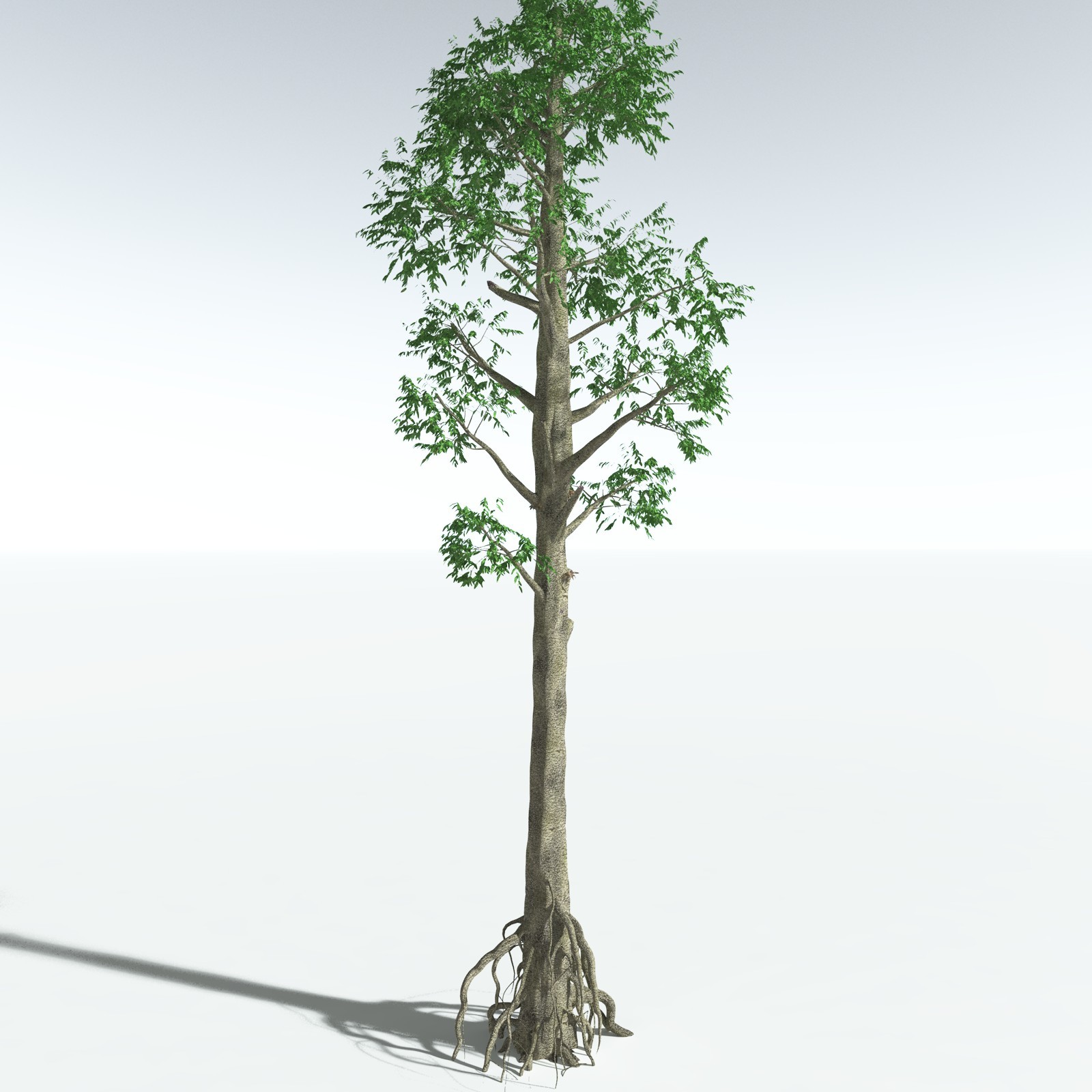 EVERYPlant Cordaites Ludlowi for Vue by N/A
