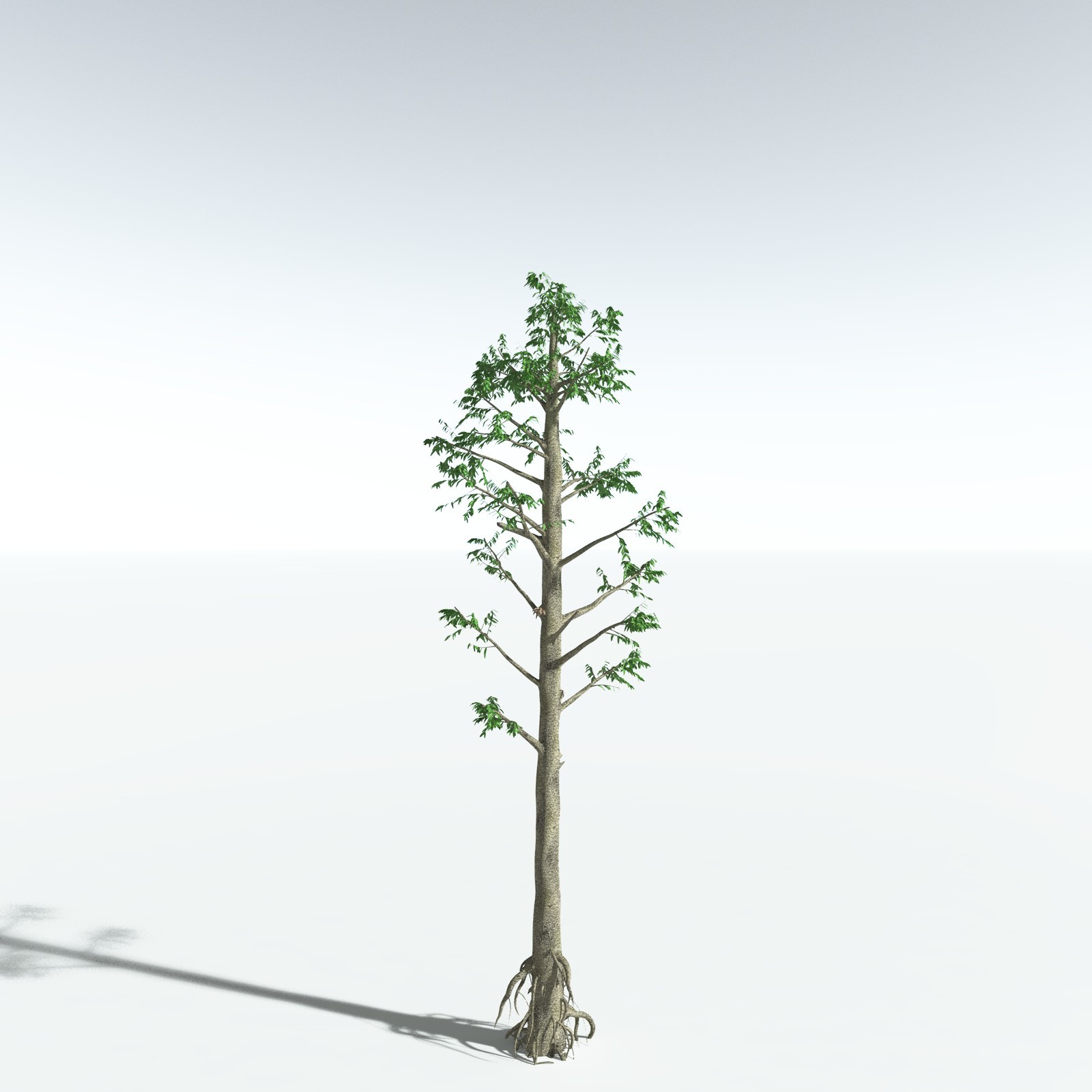 EVERYPlant Cordaites Ludlowi for Vue by N/A