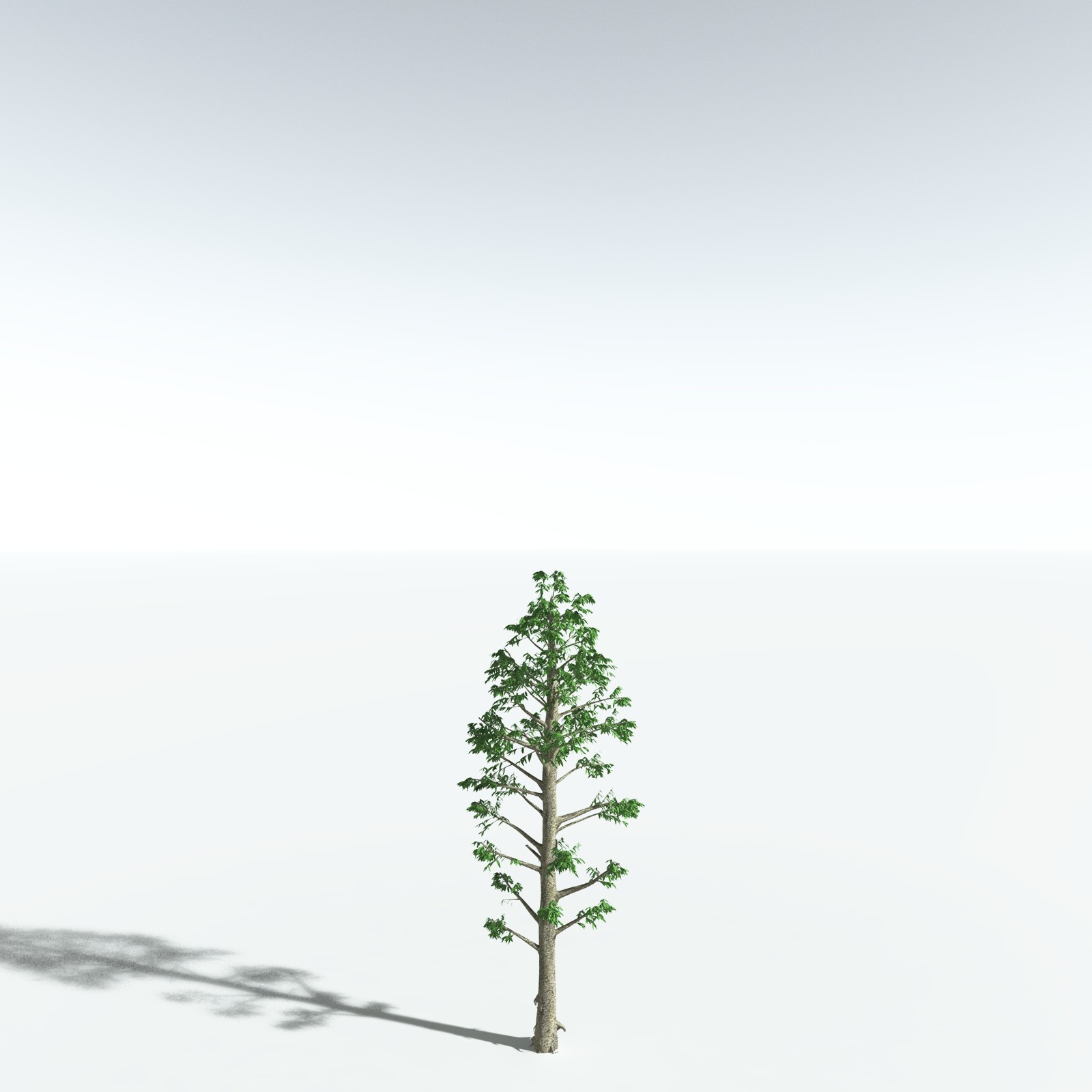 EVERYPlant Cordaites Ludlowi for Vue by N/A