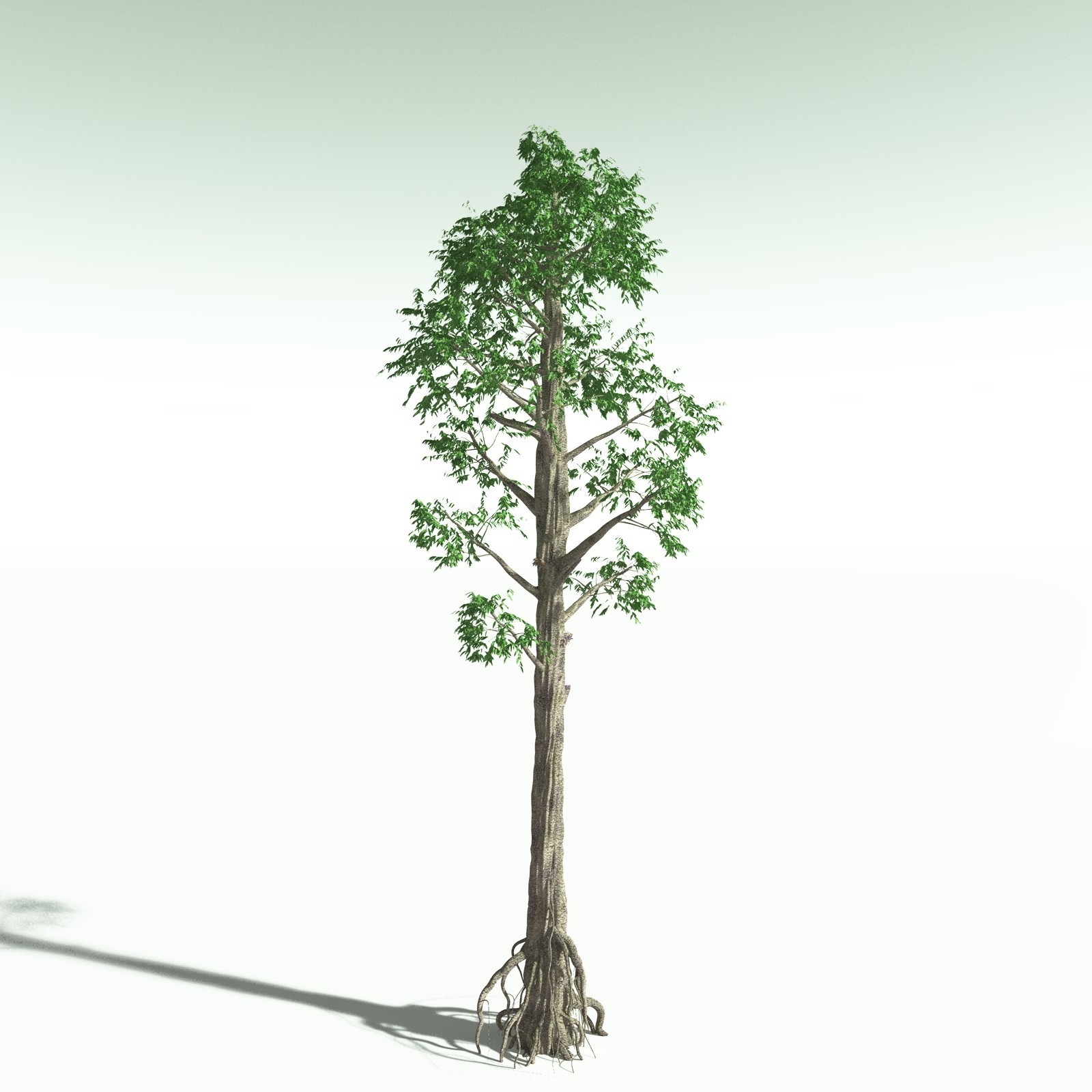 EVERYPlant Cordaites Ludlowi for Poser by N/A