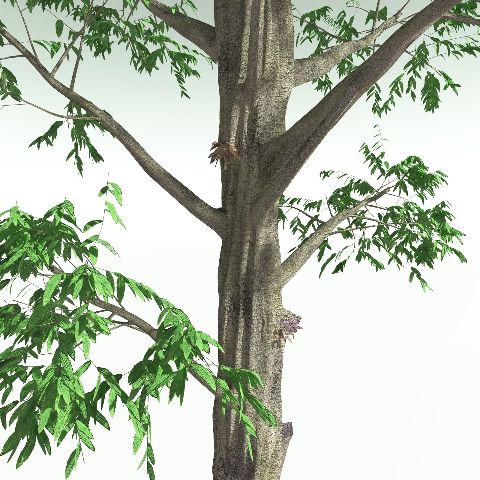 EVERYPlant Cordaites Ludlowi for Poser by N/A