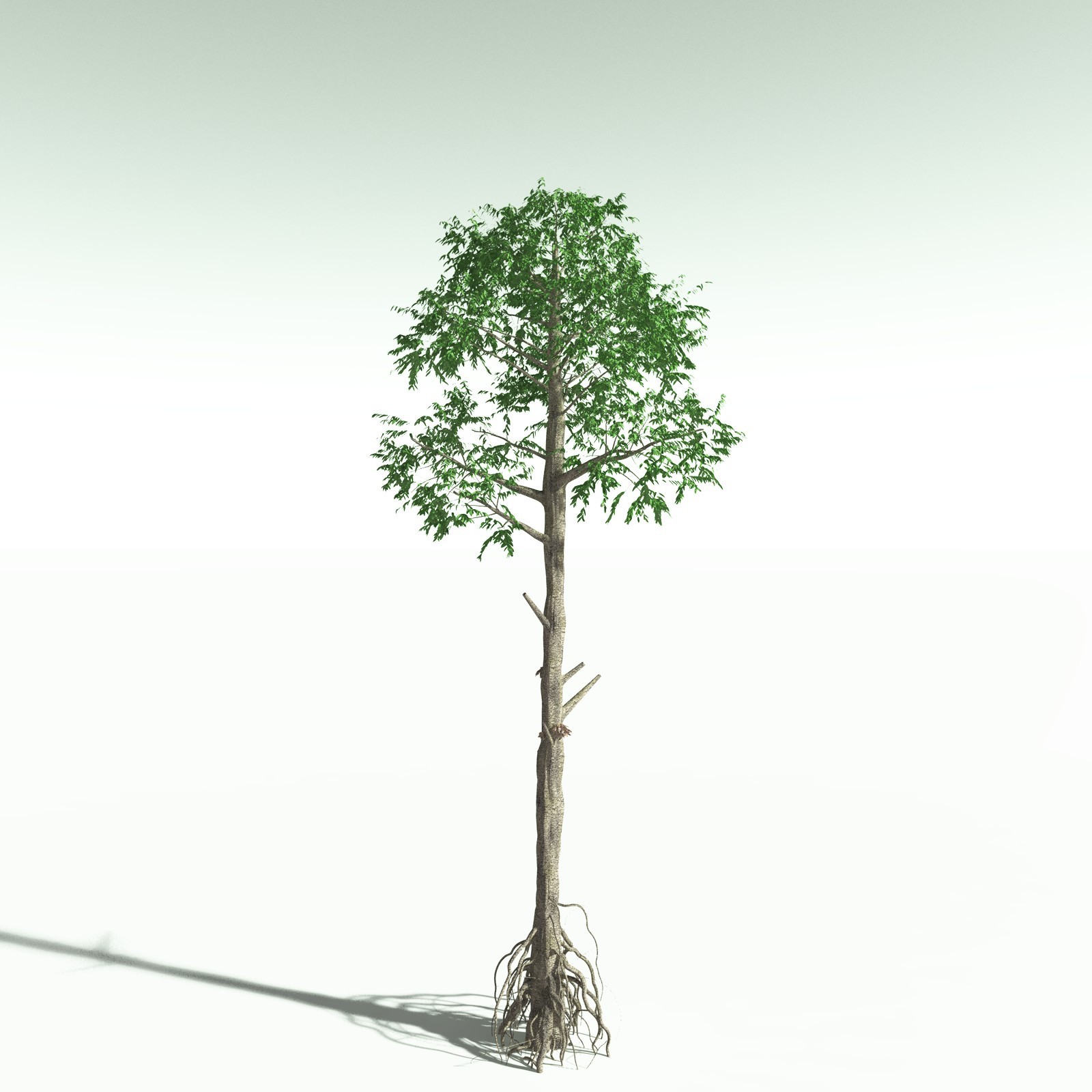 EVERYPlant Cordaites Ludlowi for Poser by N/A