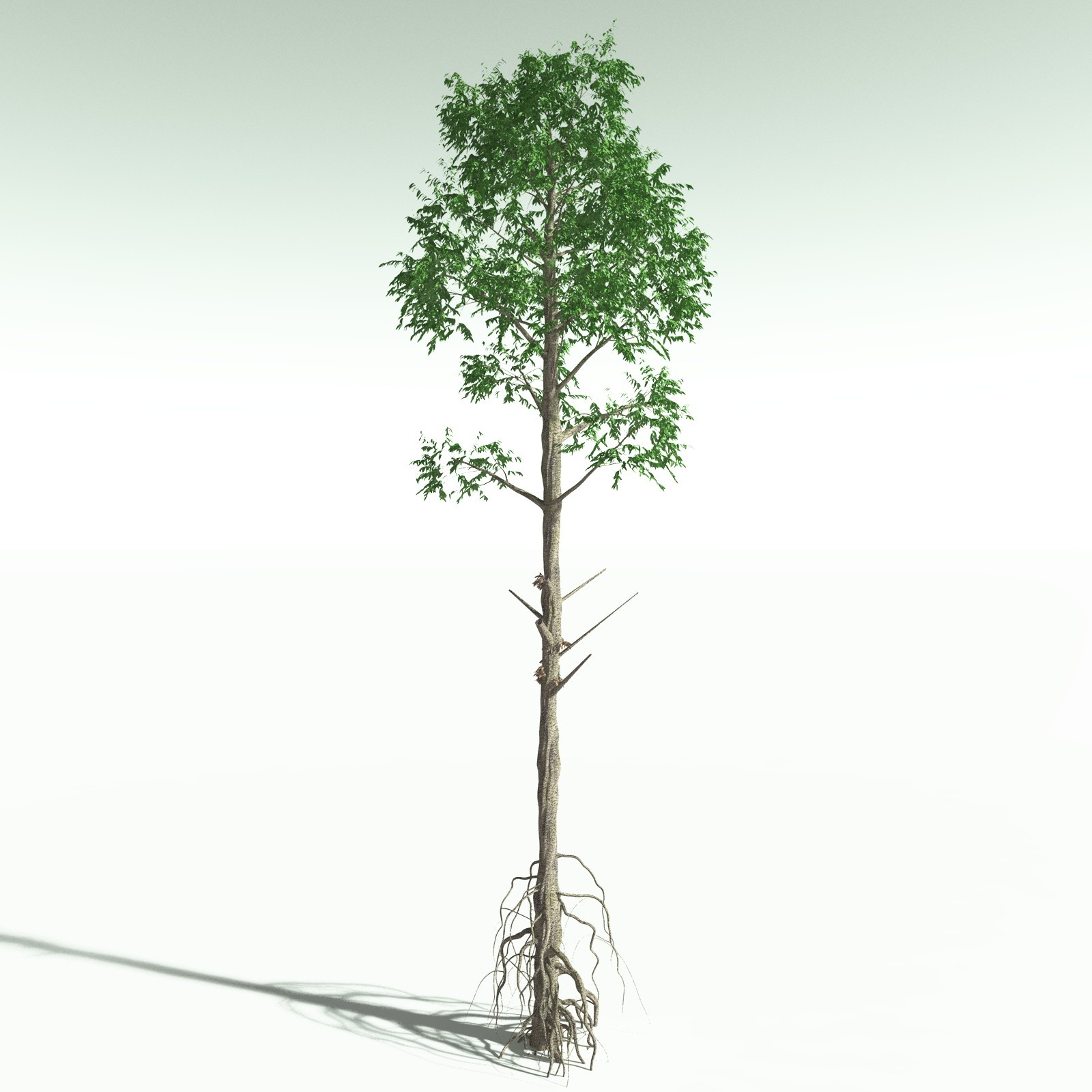 EVERYPlant Cordaites Ludlowi for Poser by N/A