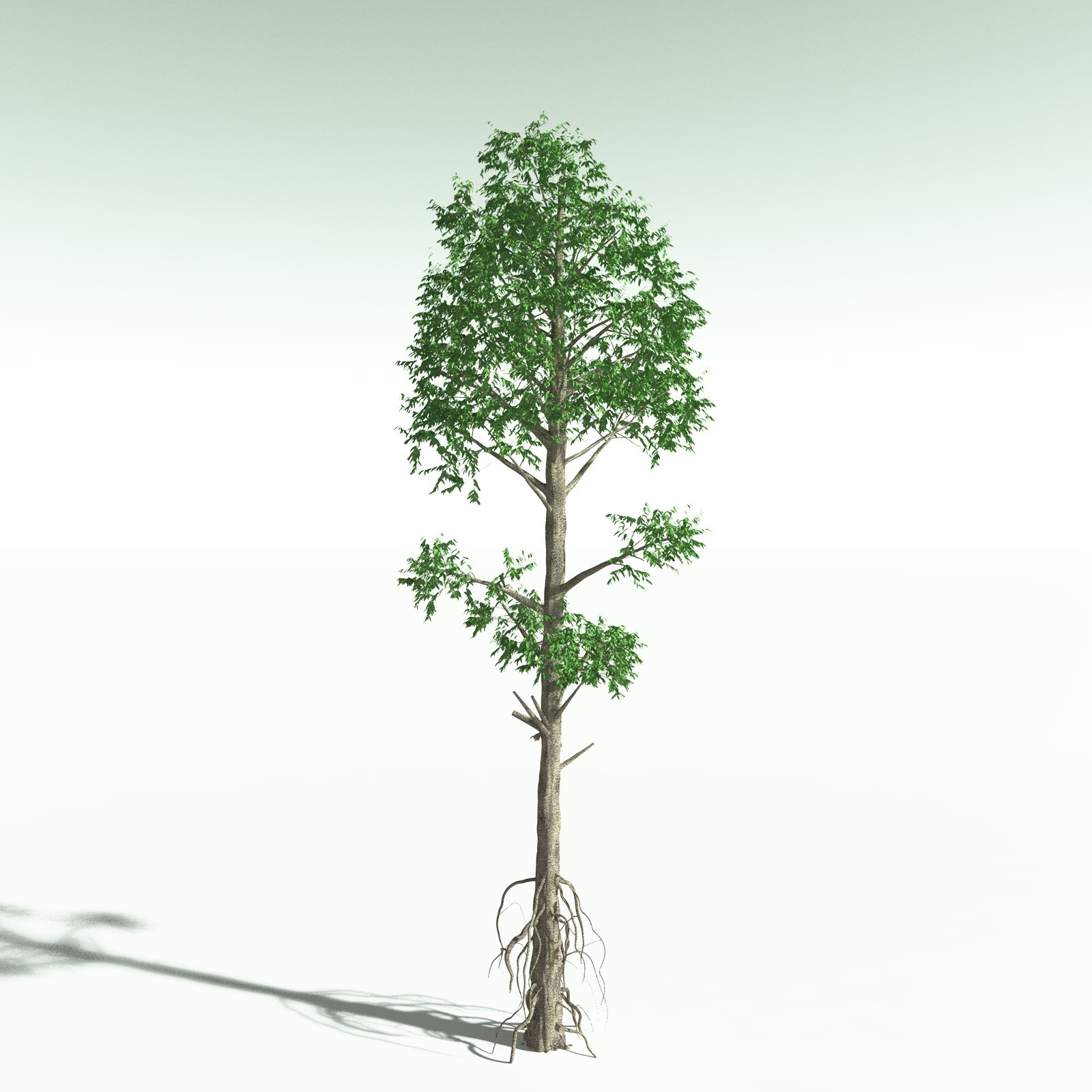 EVERYPlant Cordaites Ludlowi for Poser by N/A