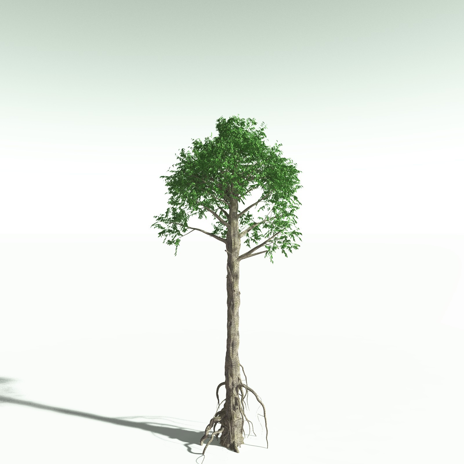 EVERYPlant Cordaites Ludlowi for Poser by N/A