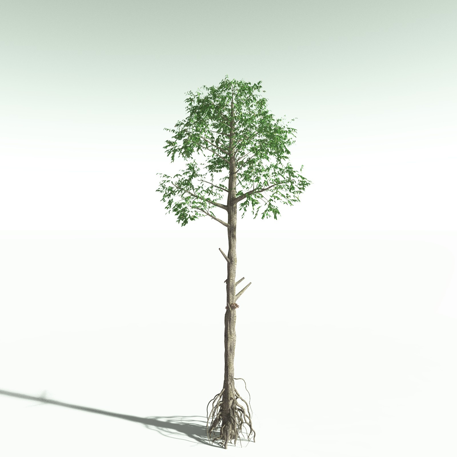 EVERYPlant Cordaites Ludlowi for Poser by N/A