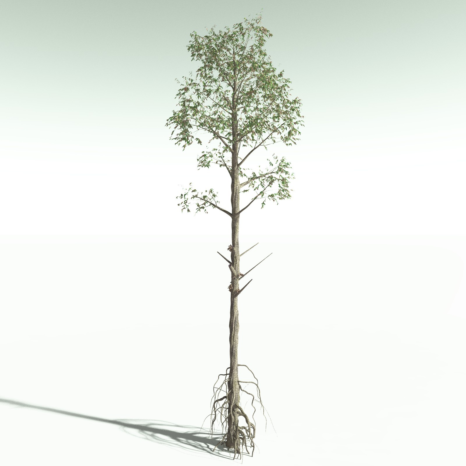 EVERYPlant Cordaites Ludlowi for Poser by N/A