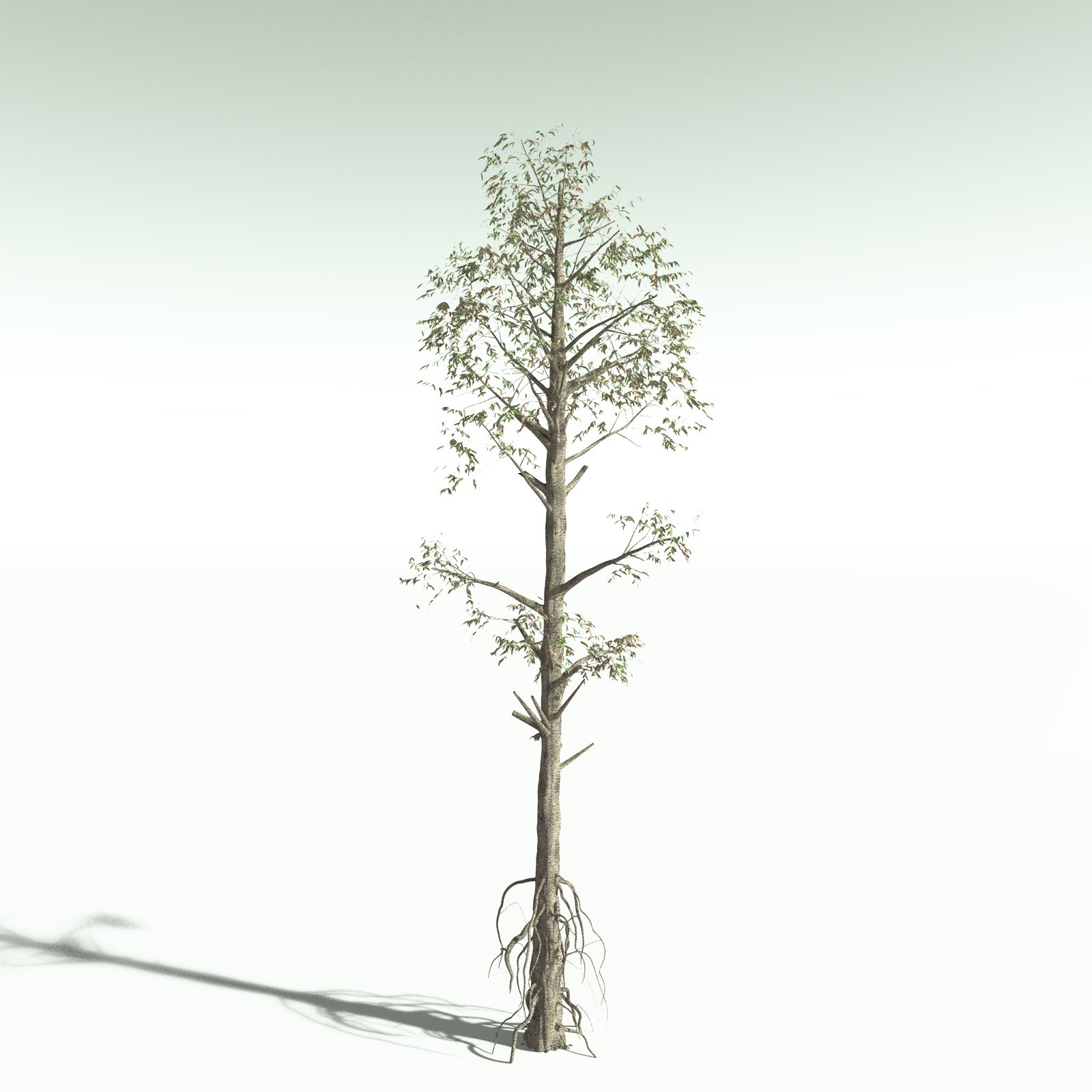 EVERYPlant Cordaites Ludlowi for Poser by N/A