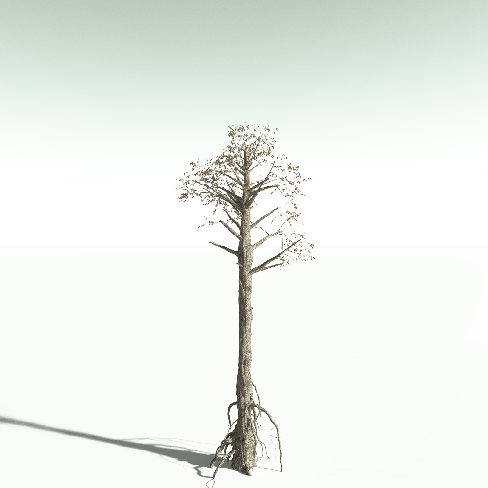 EVERYPlant Cordaites Ludlowi for Poser by N/A