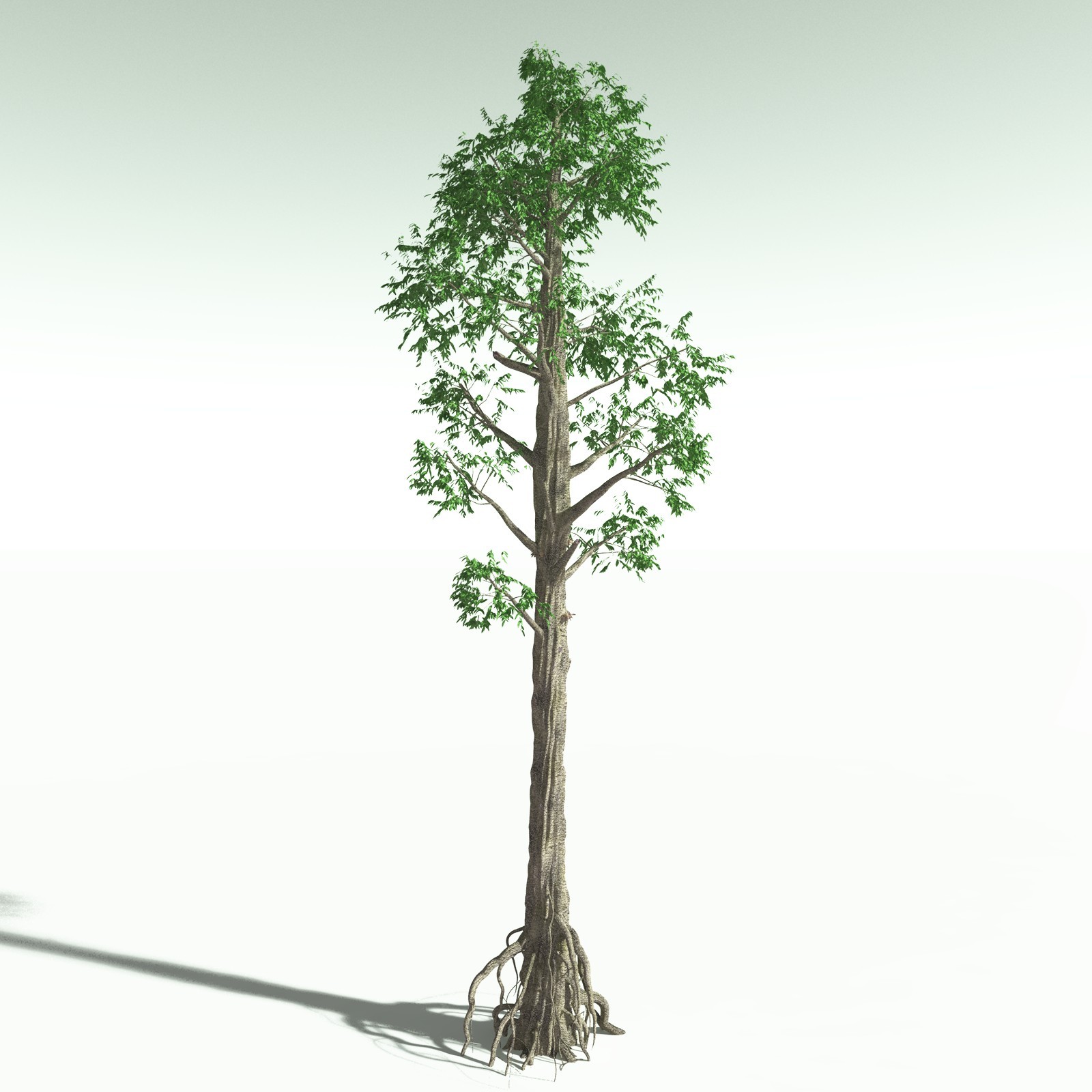 EVERYPlant Cordaites Ludlowi for Poser by N/A