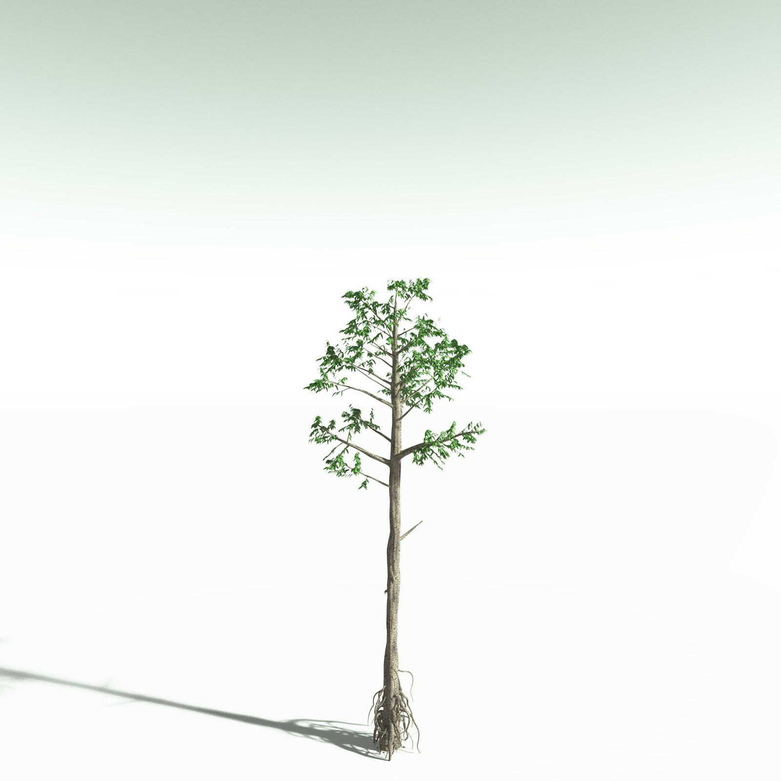 EVERYPlant Cordaites Ludlowi for Poser by N/A