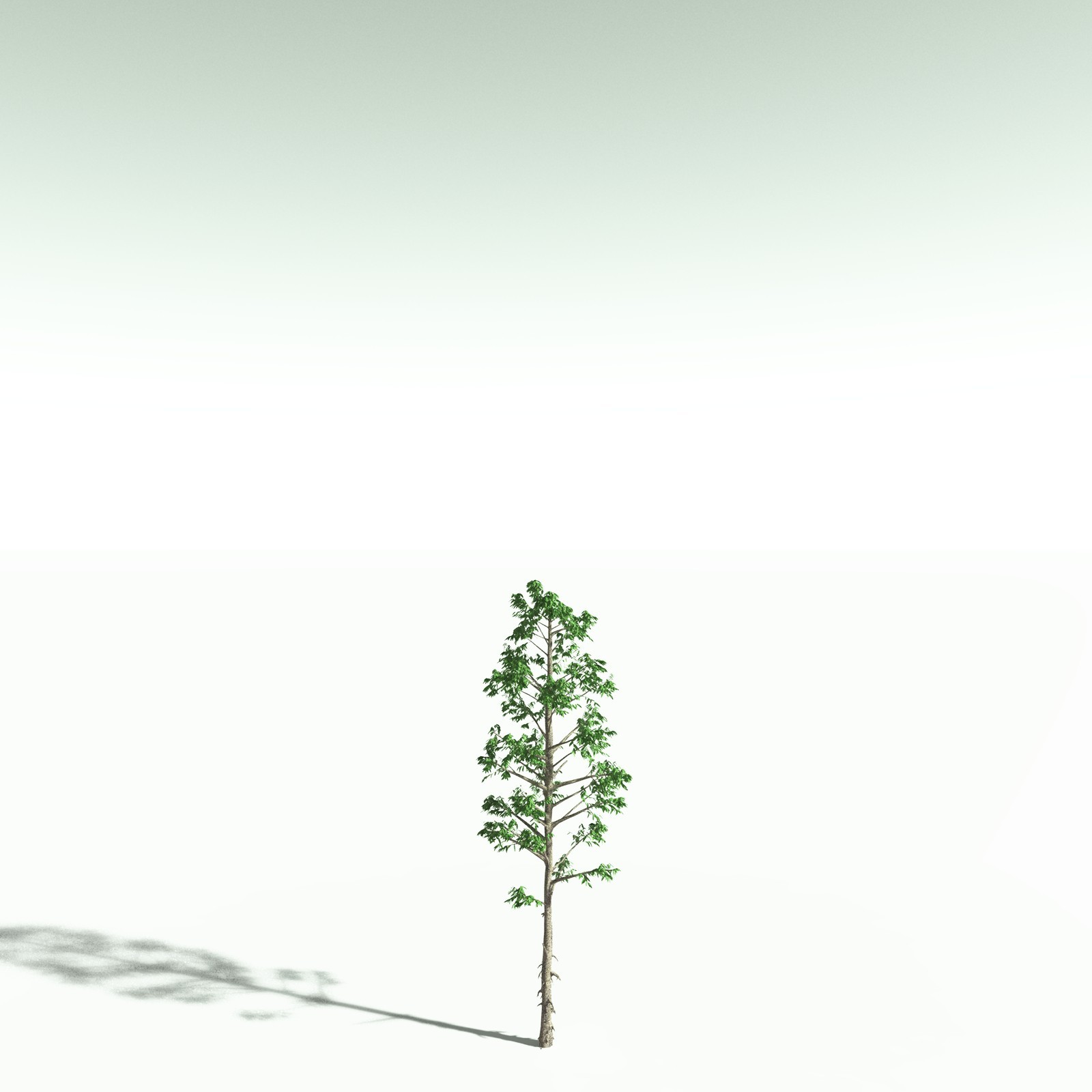 EVERYPlant Cordaites Ludlowi for Poser by N/A
