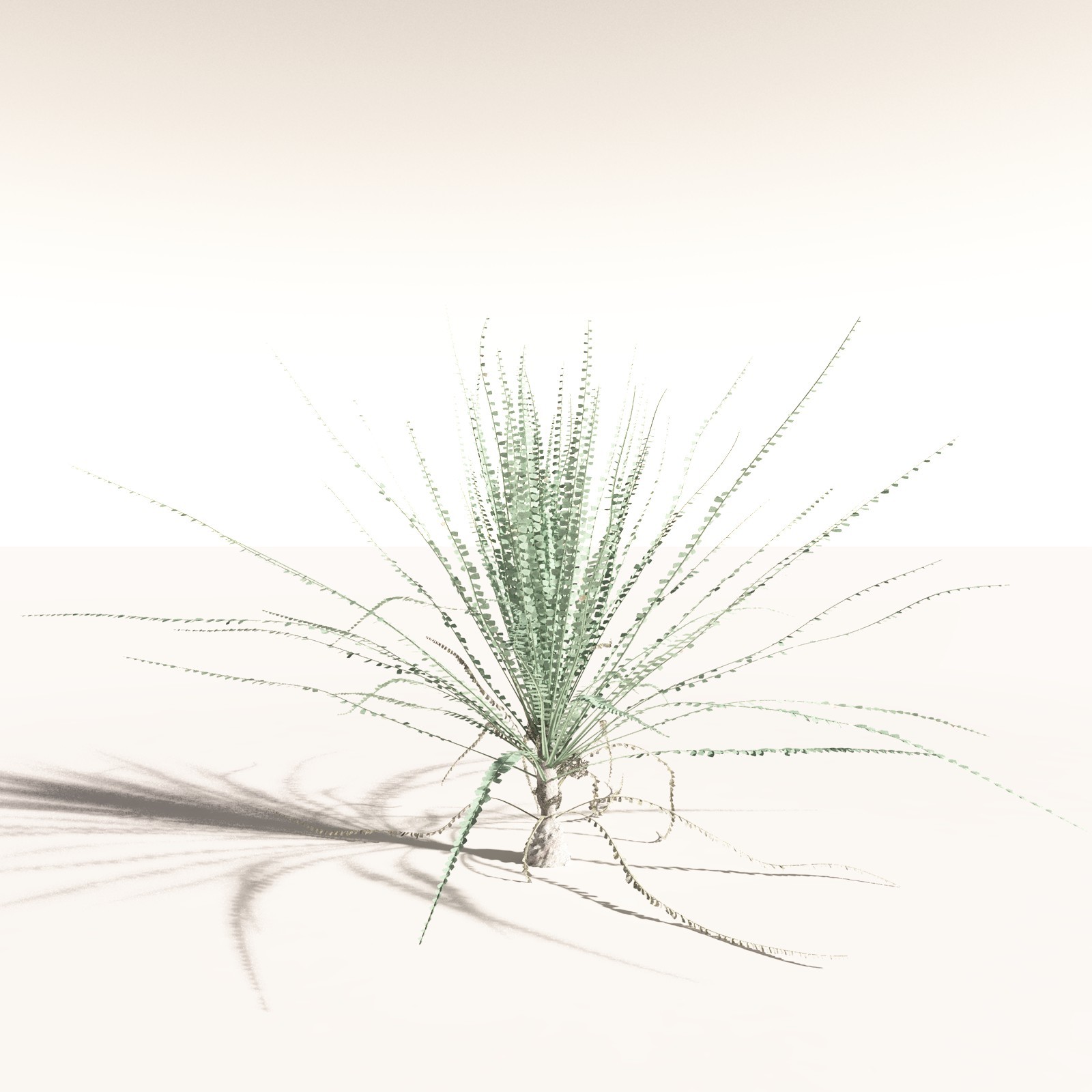 EVERYPlant Noeggerthia Foliosa for Daz by N/A