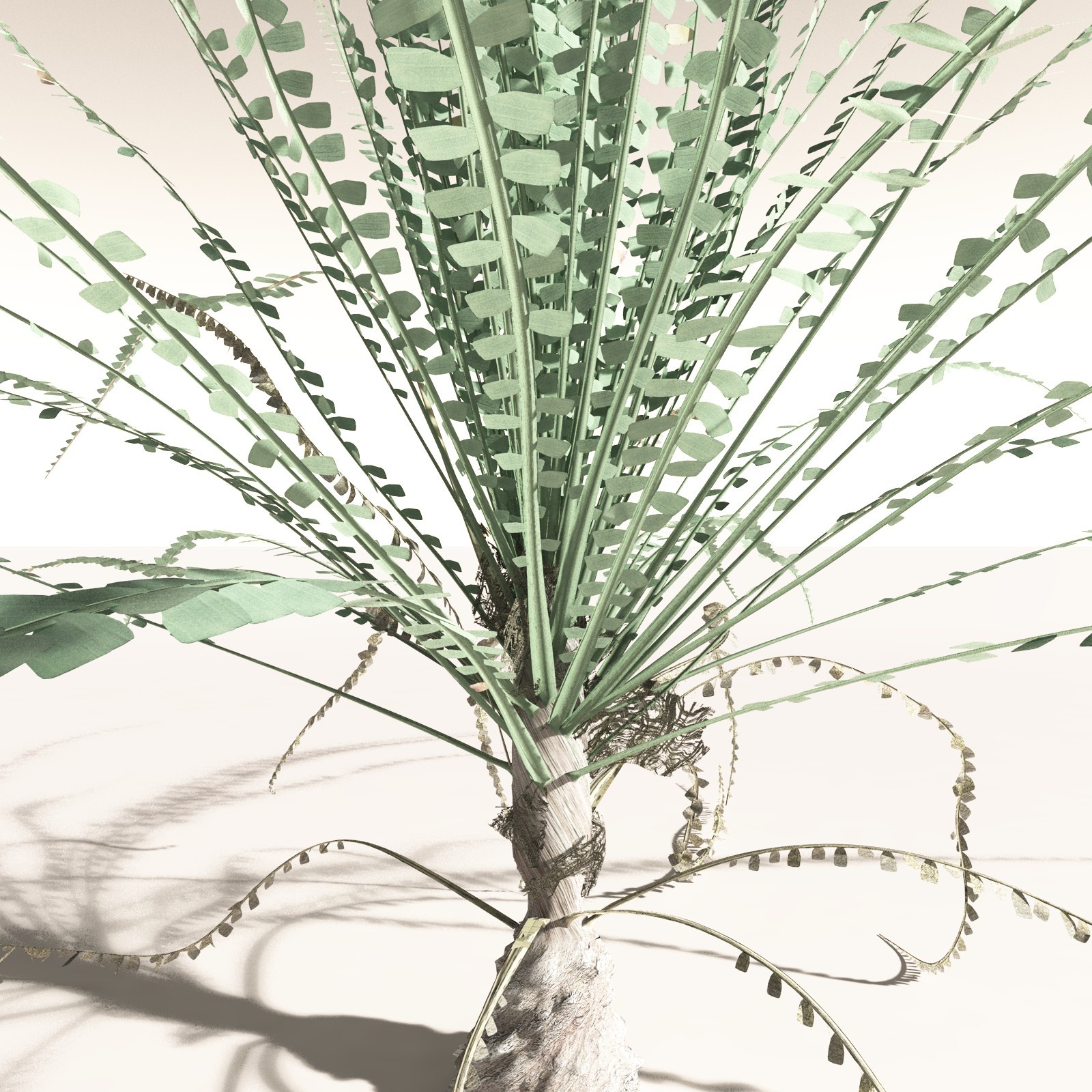 EVERYPlant Noeggerthia Foliosa for Daz by N/A
