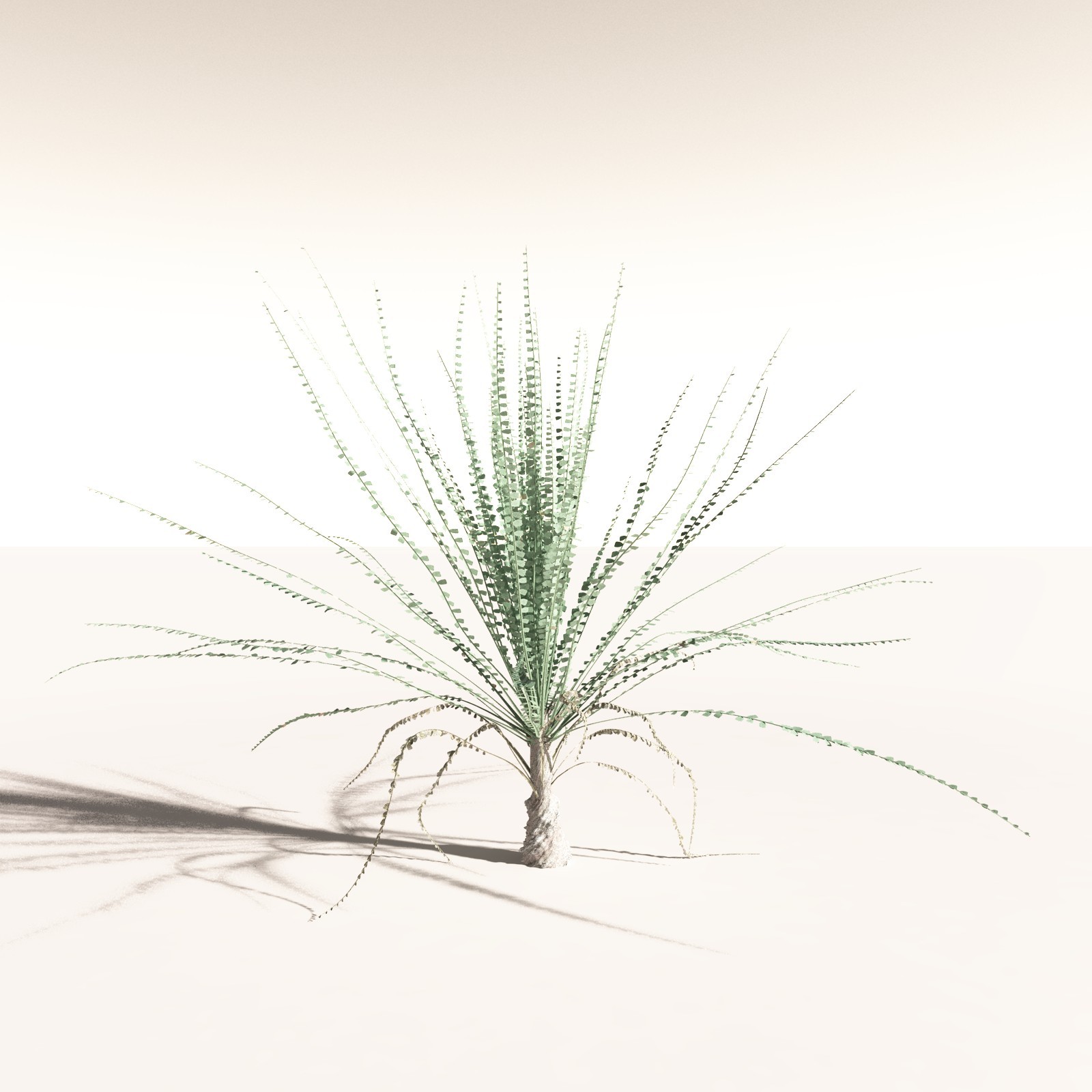 EVERYPlant Noeggerthia Foliosa for Daz by N/A