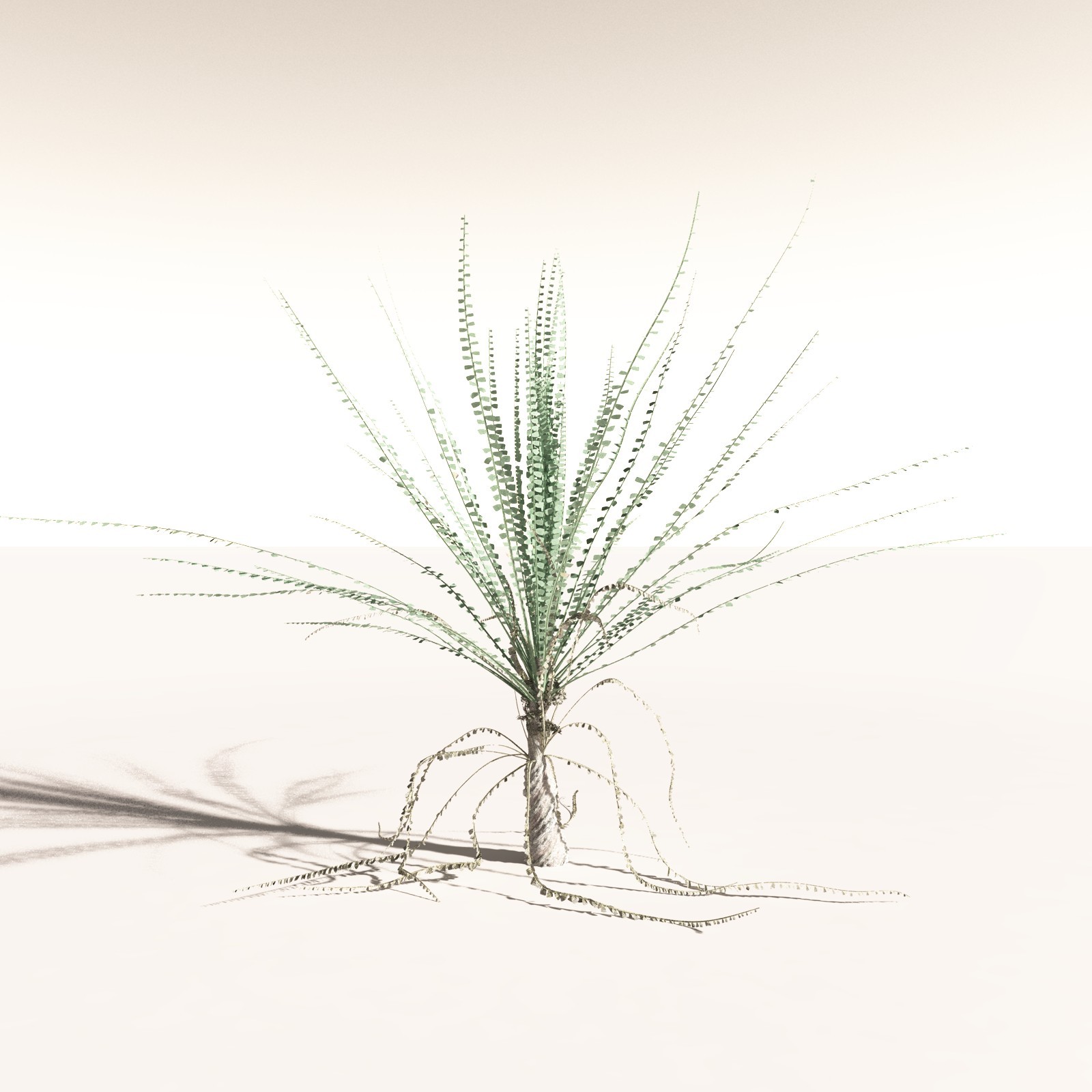 EVERYPlant Noeggerthia Foliosa for Daz by N/A