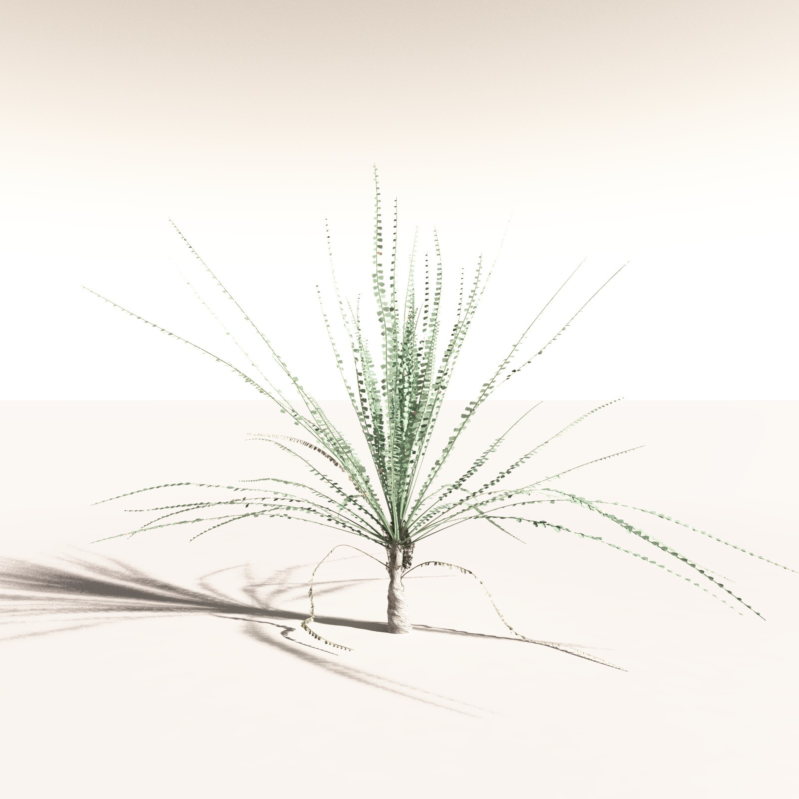 EVERYPlant Noeggerthia Foliosa for Daz by N/A